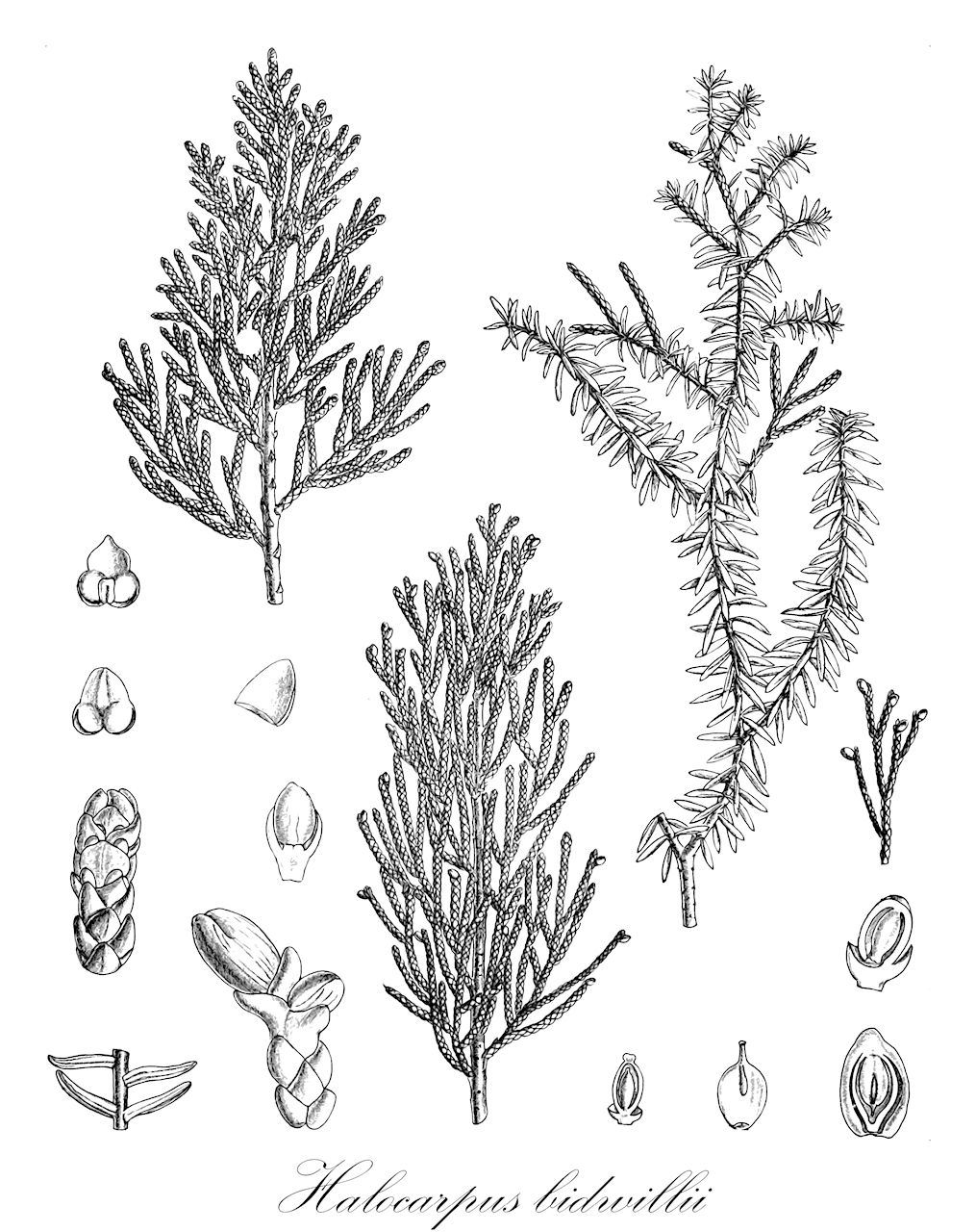 Halocarpus bidwillii - Podocarpaceae,Plantae,Pteridobiotina,Pinophyta,Pinopsida,Cupressidae,Araucariales,Podocarpaceae,Halocarpus,Halocarpus bidwillii,Dacrydium bidwillii, Dacrydium bidwillii var. erectum, Dacrydium bidwillii var. relinatum