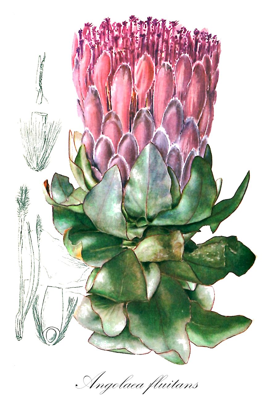 Angolaea fluitans - Podostemaceae,Plantae,Pteridobiotina,Angiosperms,Malpighiales,Podostemaceae,Angolaea,Angolaea fluitans