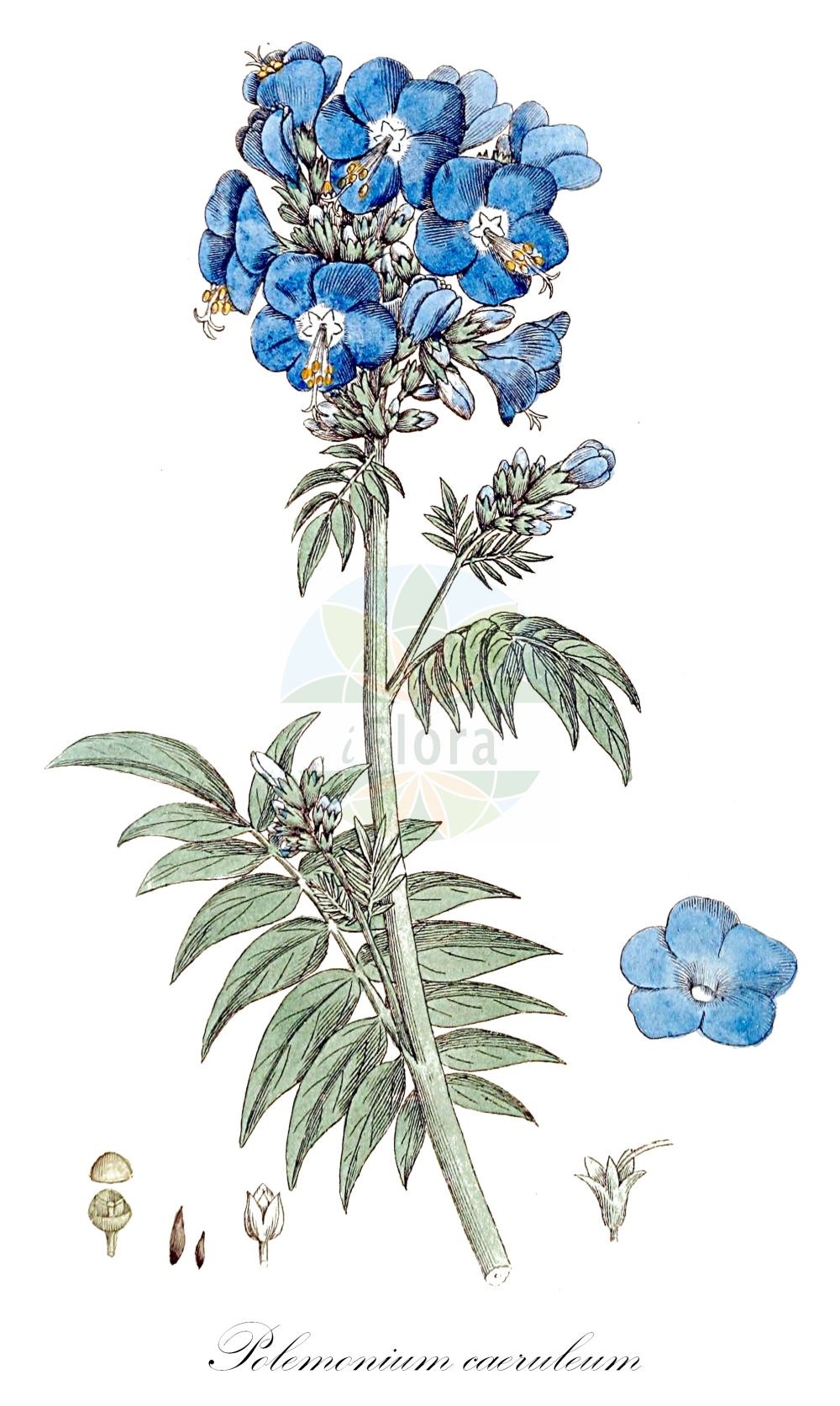 Historische Abbildung von Polemonium caeruleum (Blaue Himmelsleiter - Jacob's-ladder). Das Bild zeigt Blatt, Bluete, Frucht und Same. ---- Historical Drawing of Polemonium caeruleum (Blaue Himmelsleiter - Jacob's-ladder). The image is showing leaf, flower, fruit and seed.(Polemonium caeruleum,Blaue Himmelsleiter,Jacob's-ladder,Polemonium caeruleum,Polemonium caucasicum,Blaue Himmelsleiter,Blaues Sperrkraut,Jacob's-ladder,Blue Jacob's Ladder,Charity,Tall Jacob's-ladder,Polemonium,Himmelsleiter,Jacob's-ladder,Polemoniaceae,Himmelsleitergewächse,Phlox family,Blatt,Bluete,Frucht,Same,leaf,flower,fruit,seed,Svensk Botanik (Svensk Botanik))