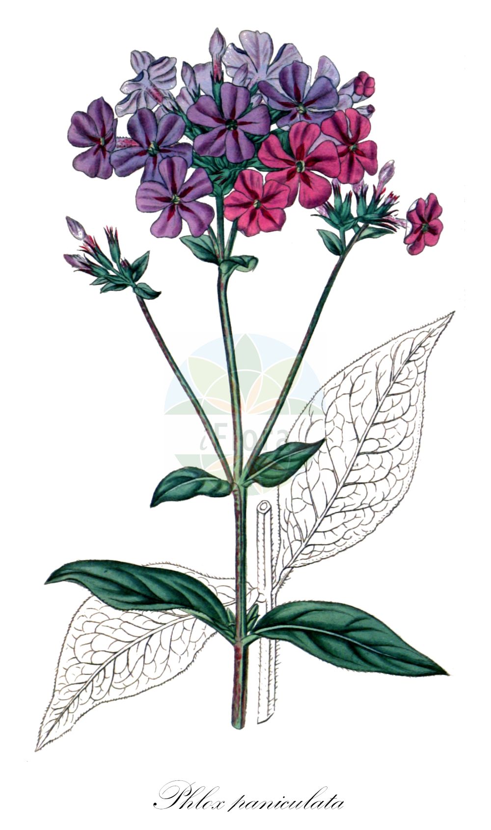 Historische Abbildung von Phlox paniculata (Stauden-Phlox - Phlox). Das Bild zeigt Blatt, Bluete, Frucht und Same. ---- Historical Drawing of Phlox paniculata (Stauden-Phlox - Phlox). The image is showing leaf, flower, fruit and seed.(Phlox paniculata,Stauden-Phlox,Phlox,Phlox paniculata,Stauden-Phlox,Phlox,Garden Phlox,Fall Phlox,Summer Perennial Phlox,Phlox,Flammenblume,Polemoniaceae,Himmelsleitergewächse,Phlox family,Blatt,Bluete,Frucht,Same,leaf,flower,fruit,seed,Curtis Botanical Magazine (1817))