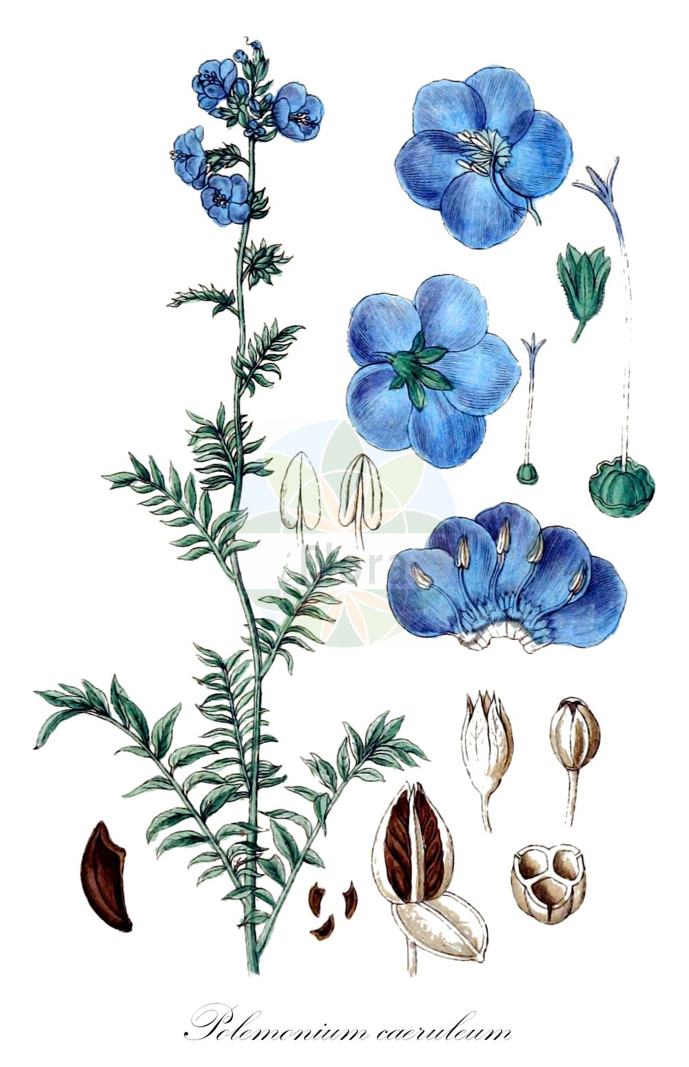 Historische Abbildung von Polemonium caeruleum (Blaue Himmelsleiter - Jacob's-ladder). Das Bild zeigt Blatt, Bluete, Frucht und Same. ---- Historical Drawing of Polemonium caeruleum (Blaue Himmelsleiter - Jacob's-ladder). The image is showing leaf, flower, fruit and seed.(Polemonium caeruleum,Blaue Himmelsleiter,Jacob's-ladder,Polemonium caeruleum,Polemonium caucasicum,Blaue Himmelsleiter,Blaues Sperrkraut,Jacob's-ladder,Blue Jacob's Ladder,Charity,Tall Jacob's-ladder,Polemonium,Himmelsleiter,Jacob's-ladder,Polemoniaceae,Himmelsleitergewächse,Phlox family,Blatt,Bluete,Frucht,Same,leaf,flower,fruit,seed,Sturm (1796f))