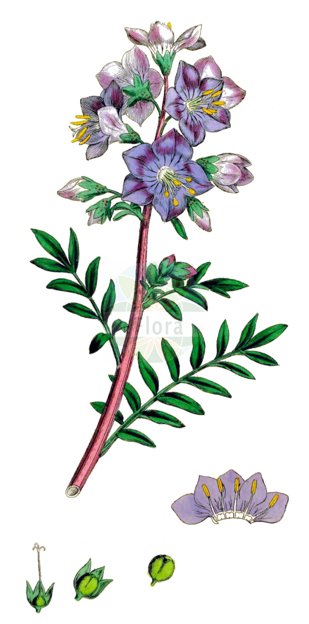 Historische Abbildung von Polemonium caeruleum (Blaue Himmelsleiter - Jacob's-ladder). Das Bild zeigt Blatt, Bluete, Frucht und Same. ---- Historical Drawing of Polemonium caeruleum (Blaue Himmelsleiter - Jacob's-ladder). The image is showing leaf, flower, fruit and seed.(Polemonium caeruleum,Blaue Himmelsleiter,Jacob's-ladder,Polemonium caeruleum,Polemonium caucasicum,Blaue Himmelsleiter,Blaues Sperrkraut,Jacob's-ladder,Blue Jacob's Ladder,Charity,Tall Jacob's-ladder,Polemonium,Himmelsleiter,Jacob's-ladder,Polemoniaceae,Himmelsleitergewächse,Phlox family,Blatt,Bluete,Frucht,Same,leaf,flower,fruit,seed,Sowerby (1790-1813))