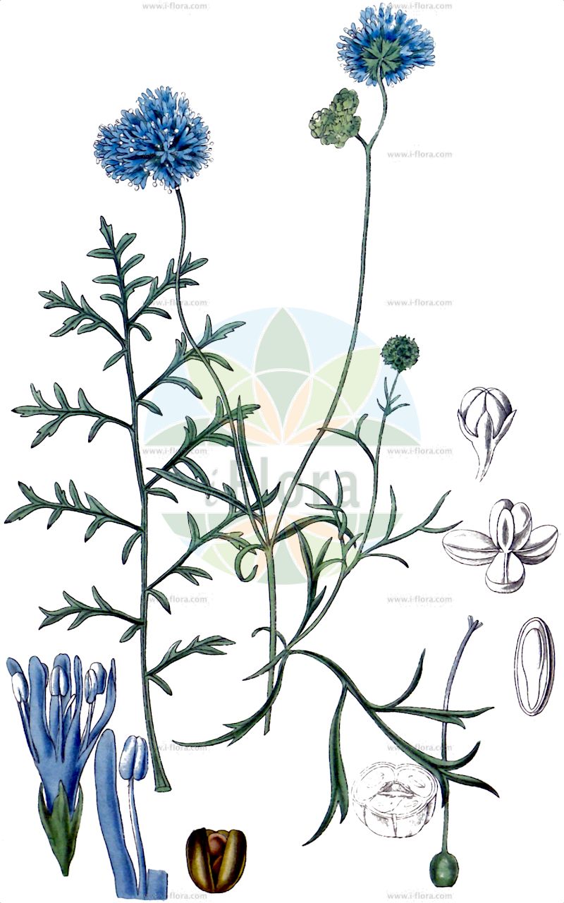 Gilia capitata - Polemoniaceae,Plantae,Pteridobiotina,Angiosperms,Ericales,Polemoniaceae,Gilia,Gilia capitata,Gilia capitata subsp. capitata, Navarretia capitata,Nadelkissen-Gilie;giria;tamazakihimehanashinobu;ギリア;タマザキヒメハナシノブ;fejecskés gomolyvirág;proměnka strboulkatá