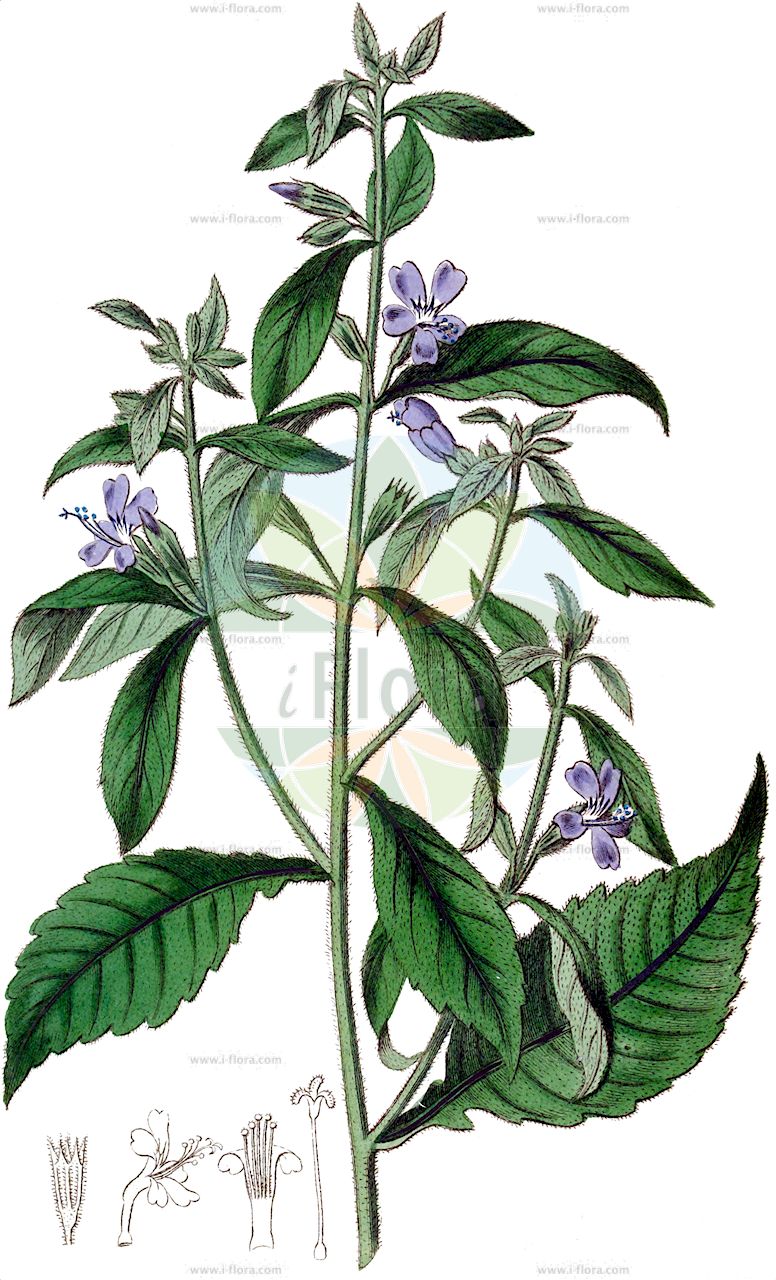 Bonplandia geminiflora - Polemoniaceae,Plantae,Pteridobiotina,Angiosperms,Ericales,Polemoniaceae,Bonplandia,Bonplandia geminiflora,Bonplandia geminiflora var. erosa, Phlox auriculata