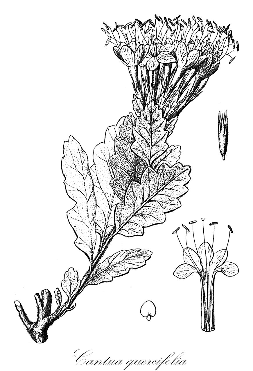 Cantua quercifolia - Polemoniaceae,Plantae,Pteridobiotina,Angiosperms,Ericales,Polemoniaceae,Cantua,Cantua quercifolia,Cantua sinuata