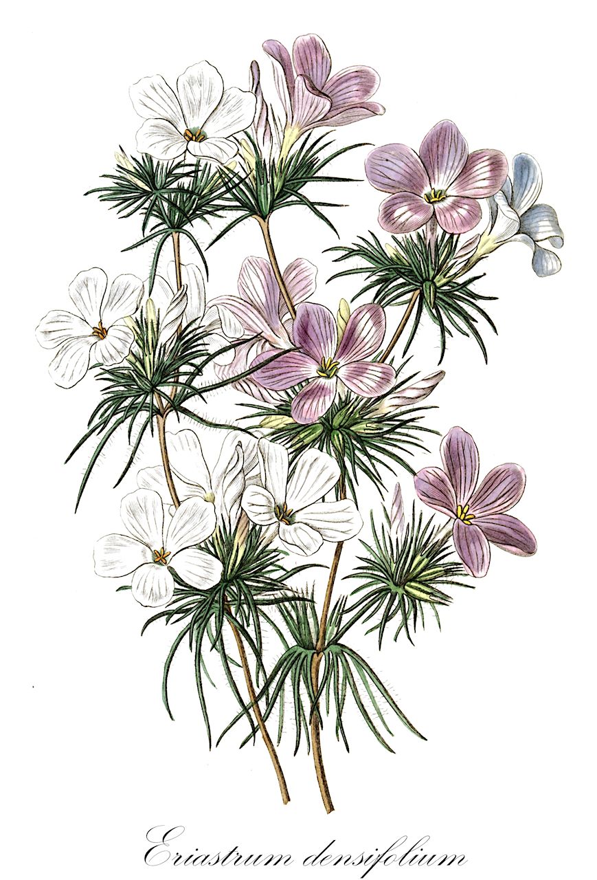 Eriastrum densifolium - Polemoniaceae,Plantae,Pteridobiotina,Angiosperms,Ericales,Polemoniaceae,Eriastrum,Eriastrum densifolium,Gilia densifolia, Gilia hugelia, Hugelia densifolia, Navarretia densifolia, Navarretia densifolia subsp. eu-densifolia, Welwitschia densifolia