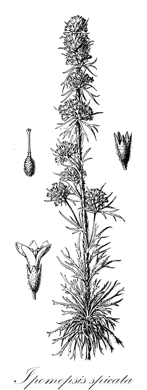 Ipomopsis spicata - Polemoniaceae,Plantae,Pteridobiotina,Angiosperms,Ericales,Polemoniaceae,Ipomopsis,Ipomopsis spicata,Gilia spicata, Navarretia spicata