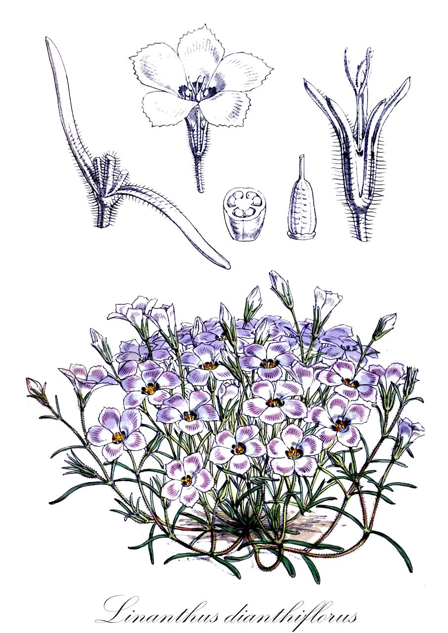 Linanthus dianthiflorus - Polemoniaceae,Plantae,Pteridobiotina,Angiosperms,Ericales,Polemoniaceae,Linanthus,Linanthus dianthiflorus,Fenzlia concinna, Fenzlia dianthiflora, Fenzlia speciosa, Gilia dianthiflora, Gilia dianthiflora, Gilia dianthoides, Gilia dianthoides var. alba, Gilia dianthoides var. farinosa, Gilia fenzlia, Linanthus dianthiflorus subsp. dianthiflorus, Linanthus dianthiflorus subsp. farinosus, Navarretia dianthiflora,Nelkenblütiger Linanthus