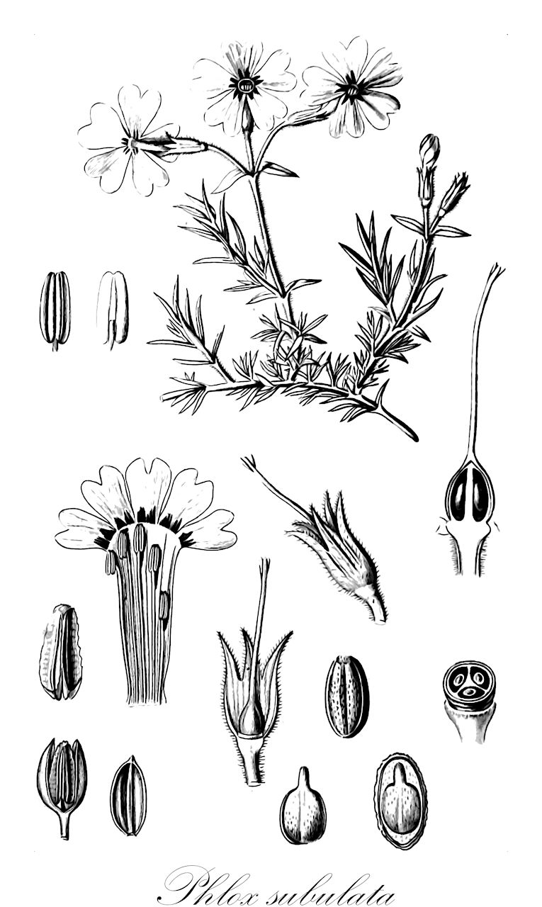 Phlox subulata - Polemoniaceae,Plantae,Pteridobiotina,Angiosperms,Ericales,Polemoniaceae,Phlox,Phlox subulata,Armeria subulata, Phlox aristata, Phlox brittonii, Phlox setacea, Phlox setacea var. subulata, Phlox subulata f. albiflora, Phlox subulata f. australis, Phlox subulata f. candidula, Phlox subulata f. subulata, Phlox subulata subsp. australis, Phlox subulata subsp. brittonii, Phlox subulata subsp. eu-subulata, Phlox subulata subsp. setacea, Phlox subulata var. australis, Phlox subulata var. brittonii, Phlox subulata var. ciliata, Phlox subulata var. ciliata, Phlox subulata var. latifolia, Phlox subulata var. setacea, Phlox subulata var. subulata,Moos-Phlox;Phlox mousse;borstelvlambloem;floks szydłasty;płomyk szydłasty;mosufurokkusu;shipazakura;シパザクラ;モスフロックス;árlevelű lángvirág;plamenka šídlovitá;flox šidlolistý