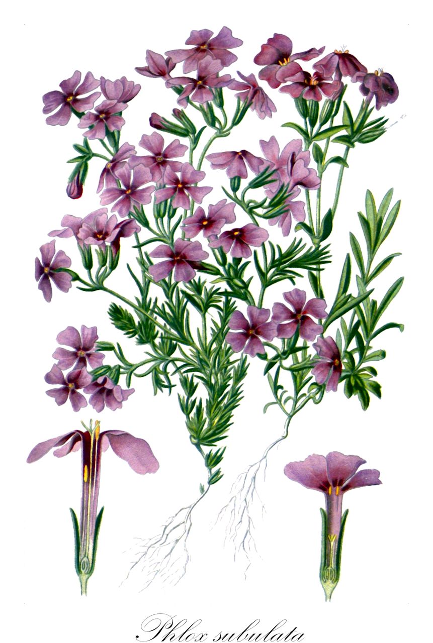 Phlox subulata - Polemoniaceae,Plantae,Pteridobiotina,Angiosperms,Ericales,Polemoniaceae,Phlox,Phlox subulata,Armeria subulata, Phlox aristata, Phlox brittonii, Phlox setacea, Phlox setacea var. subulata, Phlox subulata f. albiflora, Phlox subulata f. australis, Phlox subulata f. candidula, Phlox subulata f. subulata, Phlox subulata subsp. australis, Phlox subulata subsp. brittonii, Phlox subulata subsp. eu-subulata, Phlox subulata subsp. setacea, Phlox subulata var. australis, Phlox subulata var. brittonii, Phlox subulata var. ciliata, Phlox subulata var. ciliata, Phlox subulata var. latifolia, Phlox subulata var. setacea, Phlox subulata var. subulata,Moos-Phlox;Phlox mousse;borstelvlambloem;floks szydłasty;płomyk szydłasty;mosufurokkusu;shipazakura;シパザクラ;モスフロックス;árlevelű lángvirág;plamenka šídlovitá;flox šidlolistý