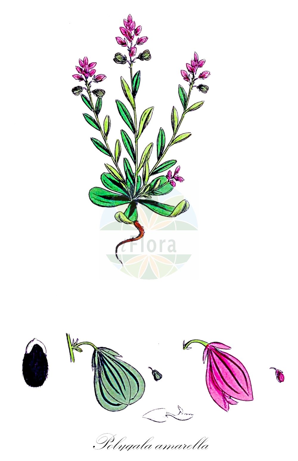 Historische Abbildung von Polygala amarella (Sumpf-Kreuzblümchen - Dwarf Milkwort). Das Bild zeigt Blatt, Bluete, Frucht und Same. ---- Historical Drawing of Polygala amarella (Sumpf-Kreuzblümchen - Dwarf Milkwort). The image is showing leaf, flower, fruit and seed.(Polygala amarella,Sumpf-Kreuzblümchen,Dwarf Milkwort,Polygala amarella,Polygala austriaca,Polygala decipiens,Sumpf-Kreuzbluemchen,Sumpf-Kreuzblume,Dwarf Milkwort,Bitter Milkwort,Polygala,Kreuzblume,Milkwort,Polygalaceae,Kreuzblümchengewächse,Polygala family,Blatt,Bluete,Frucht,Same,leaf,flower,fruit,seed,Sowerby (1790-1813))