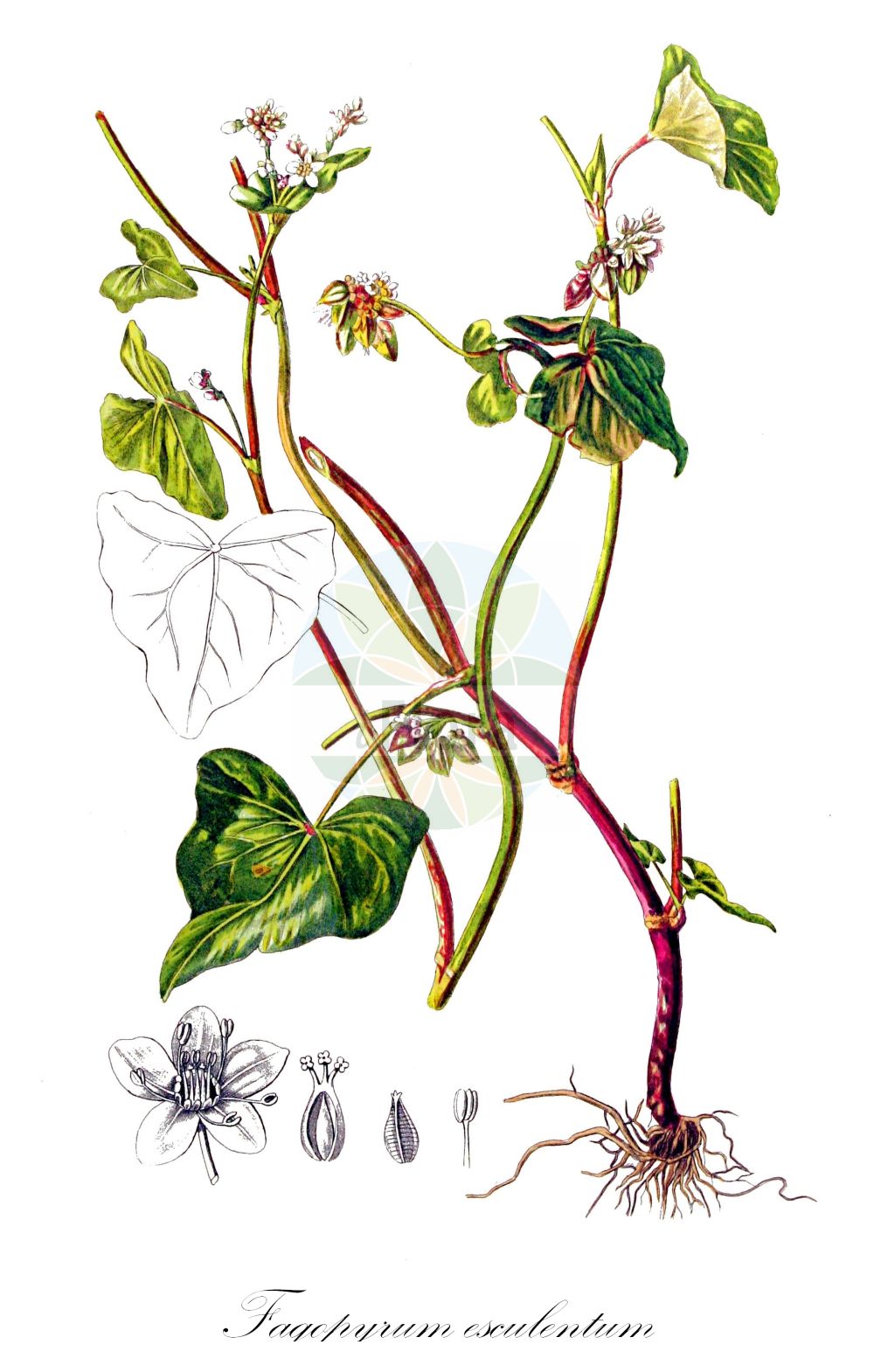 Historische Abbildung von Fagopyrum esculentum (Echter Buchweizen - Buckwheat). Das Bild zeigt Blatt, Bluete, Frucht und Same. ---- Historical Drawing of Fagopyrum esculentum (Echter Buchweizen - Buckwheat). The image is showing leaf, flower, fruit and seed.(Fagopyrum esculentum,Echter Buchweizen,Buckwheat,Fagopyrum esculentum,Fagopyrum sagittatum,Fagopyrum vulgare,Polygonum fagopyrum,Echter Buchweizen,Heidekorn,Buckwheat,Common Buckwheat,Fagopyrum,Buchweizen,Buckwheat,Polygonaceae,Knöterichgewächse,Knotgrass family,Blatt,Bluete,Frucht,Same,leaf,flower,fruit,seed,Kops (1800-1934))
