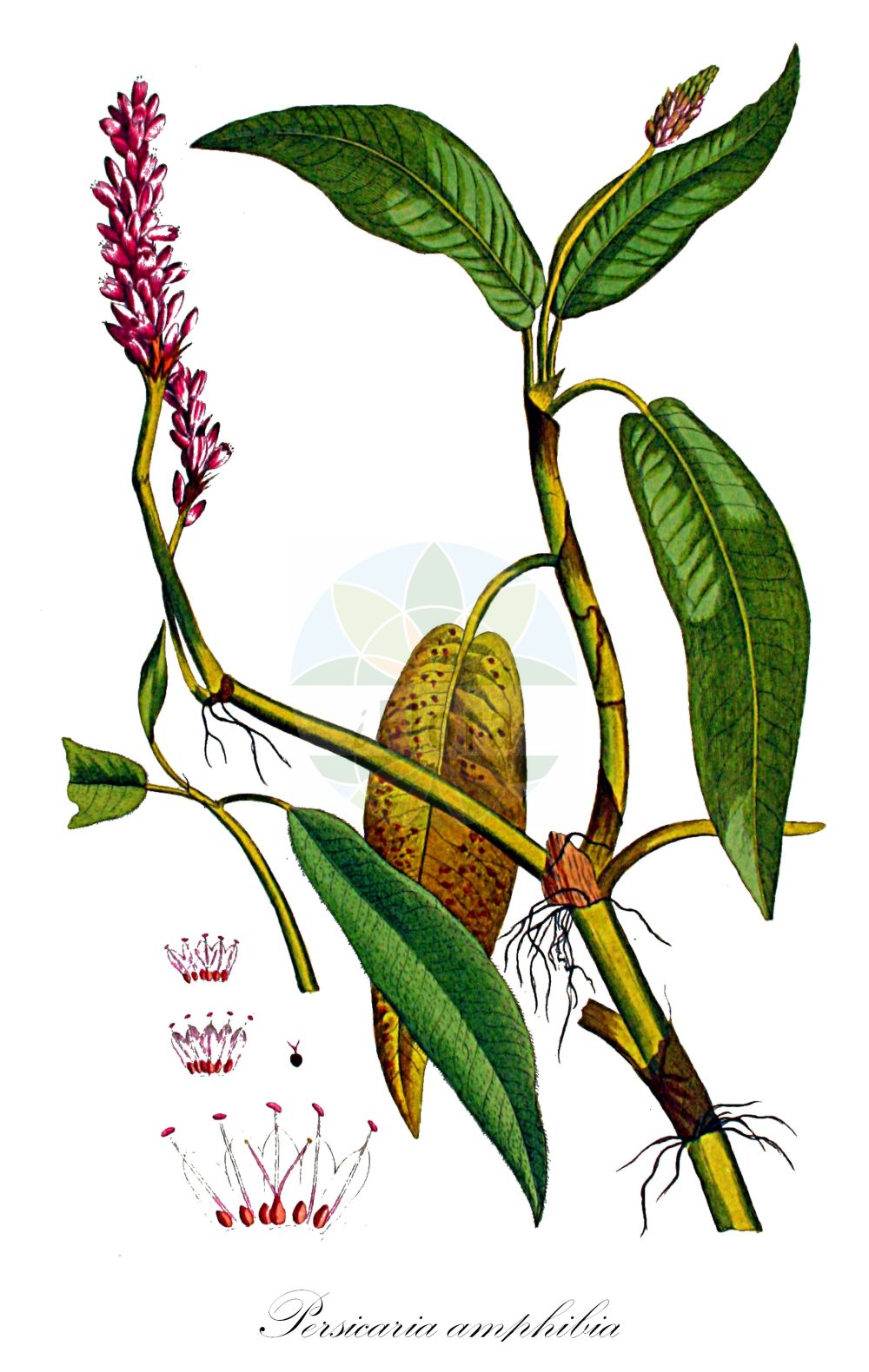 Historische Abbildung von Persicaria amphibia (Wasser-Knöterich - Amphibious Bistort). Das Bild zeigt Blatt, Bluete, Frucht und Same. ---- Historical Drawing of Persicaria amphibia (Wasser-Knöterich - Amphibious Bistort). The image is showing leaf, flower, fruit and seed.(Persicaria amphibia,Wasser-Knöterich,Amphibious Bistort,Persicaria amphibia,Polygonum amphibium,Polygonum amphibium var. terrestre,Wasser-Knoeterich,Amphibious Bistort,Water Knotweed,Devil's Shoestring,Perennial Knotgrass,Shoestringweed,Swamp Smartweed,Water Smartweed,Willow Grass,Persicaria,Knöterich,Knotgrass,Polygonaceae,Knöterichgewächse,Knotgrass family,Blatt,Bluete,Frucht,Same,leaf,flower,fruit,seed,Kops (1800-1934))