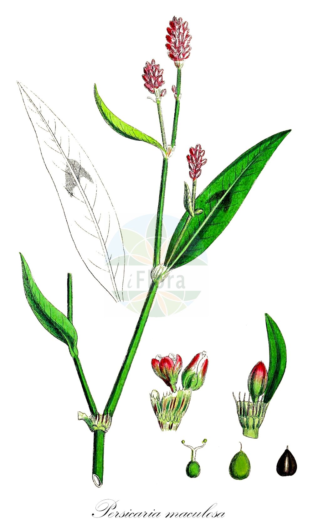 Historische Abbildung von Persicaria maculosa (Floh-Knöterich - Redshank). Das Bild zeigt Blatt, Bluete, Frucht und Same. ---- Historical Drawing of Persicaria maculosa (Floh-Knöterich - Redshank). The image is showing leaf, flower, fruit and seed.(Persicaria maculosa,Floh-Knöterich,Redshank,Persicaria maculosa,Persicaria ruderalis,Persicaria vulgaris,Polygonum biforme,Polygonum persicaria,Polygonum ruderale,Floh-Knoeterich,Redshank,Ladysthumb,Spotted Ladysthumb,Persicaria,Small Water-pepper,Red-leg,Persicaria,Knöterich,Knotgrass,Polygonaceae,Knöterichgewächse,Knotgrass family,Blatt,Bluete,Frucht,Same,leaf,flower,fruit,seed,Sowerby (1790-1813))