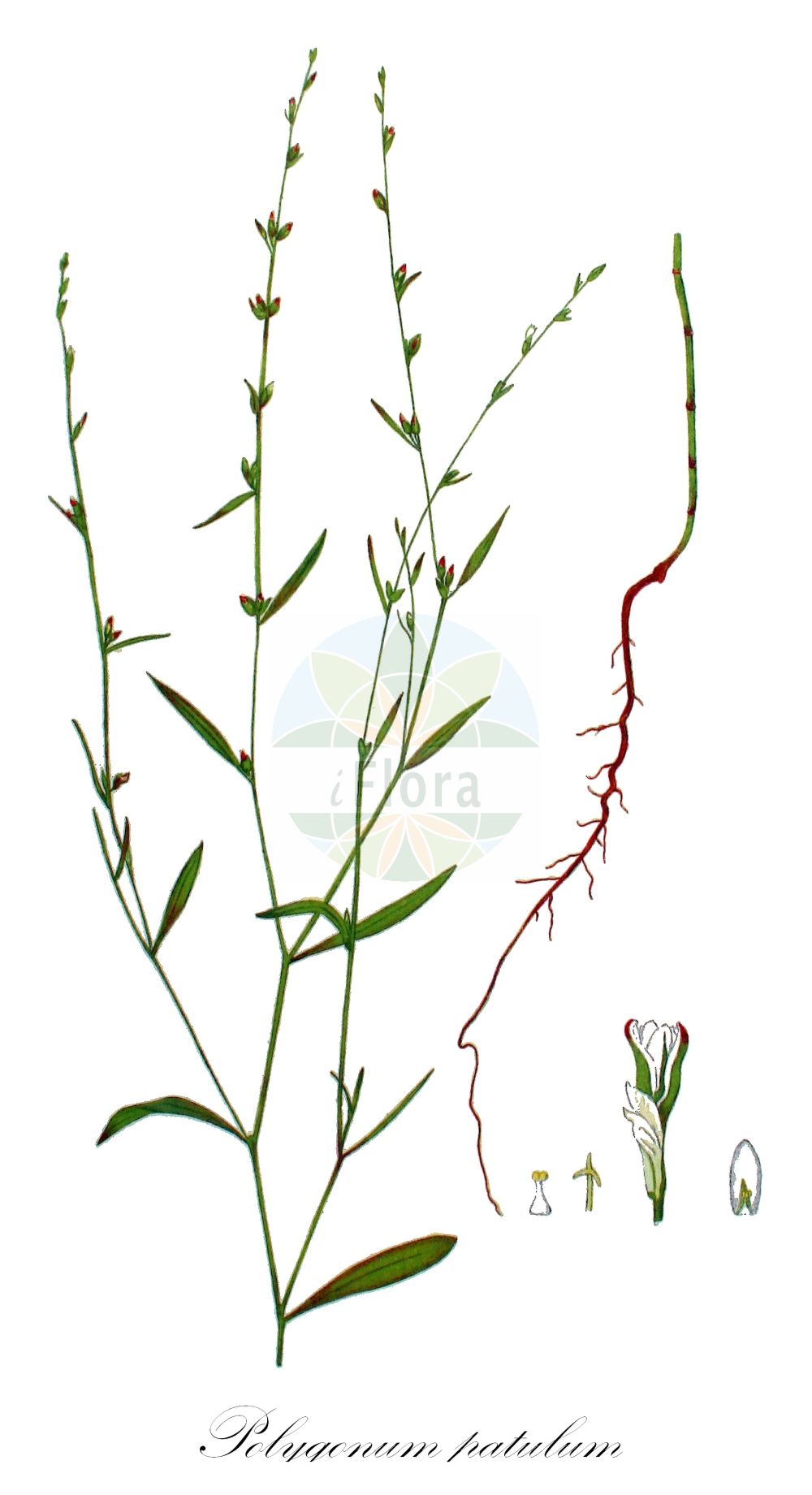 Historische Abbildung von Polygonum patulum (Red Knotgrass). Das Bild zeigt Blatt, Bluete, Frucht und Same. ---- Historical Drawing of Polygonum patulum (Red Knotgrass). The image is showing leaf, flower, fruit and seed.(Polygonum patulum,Red Knotgrass,Polygonum cretaceum,Polygonum gracilius,Polygonum kotovii,Polygonum patulum,Polygonum spectabile,Polygonum,Knöterich,Knotgrass,Polygonaceae,Knöterichgewächse,Knotgrass family,Blatt,Bluete,Frucht,Same,leaf,flower,fruit,seed,Kops (1800-1934))
