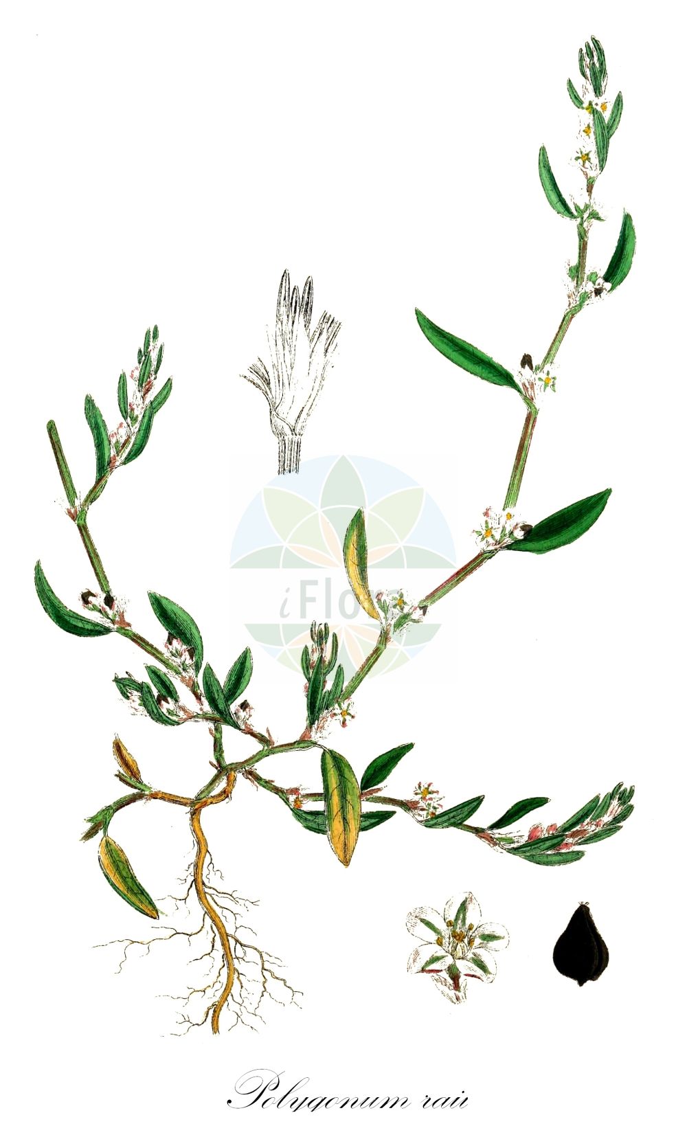 Historische Abbildung von Polygonum raii (Rays Knöterich - Ray's Knotgrass). Das Bild zeigt Blatt, Bluete, Frucht und Same. ---- Historical Drawing of Polygonum raii (Rays Knöterich - Ray's Knotgrass). The image is showing leaf, flower, fruit and seed.(Polygonum raii,Rays Knöterich,Ray's Knotgrass,Polygonum raii,Rays Knoeterich,Ray's Knotgrass,Ray's Knotweed,Polygonum,Knöterich,Knotgrass,Polygonaceae,Knöterichgewächse,Knotgrass family,Blatt,Bluete,Frucht,Same,leaf,flower,fruit,seed,Sowerby (1790-1813))