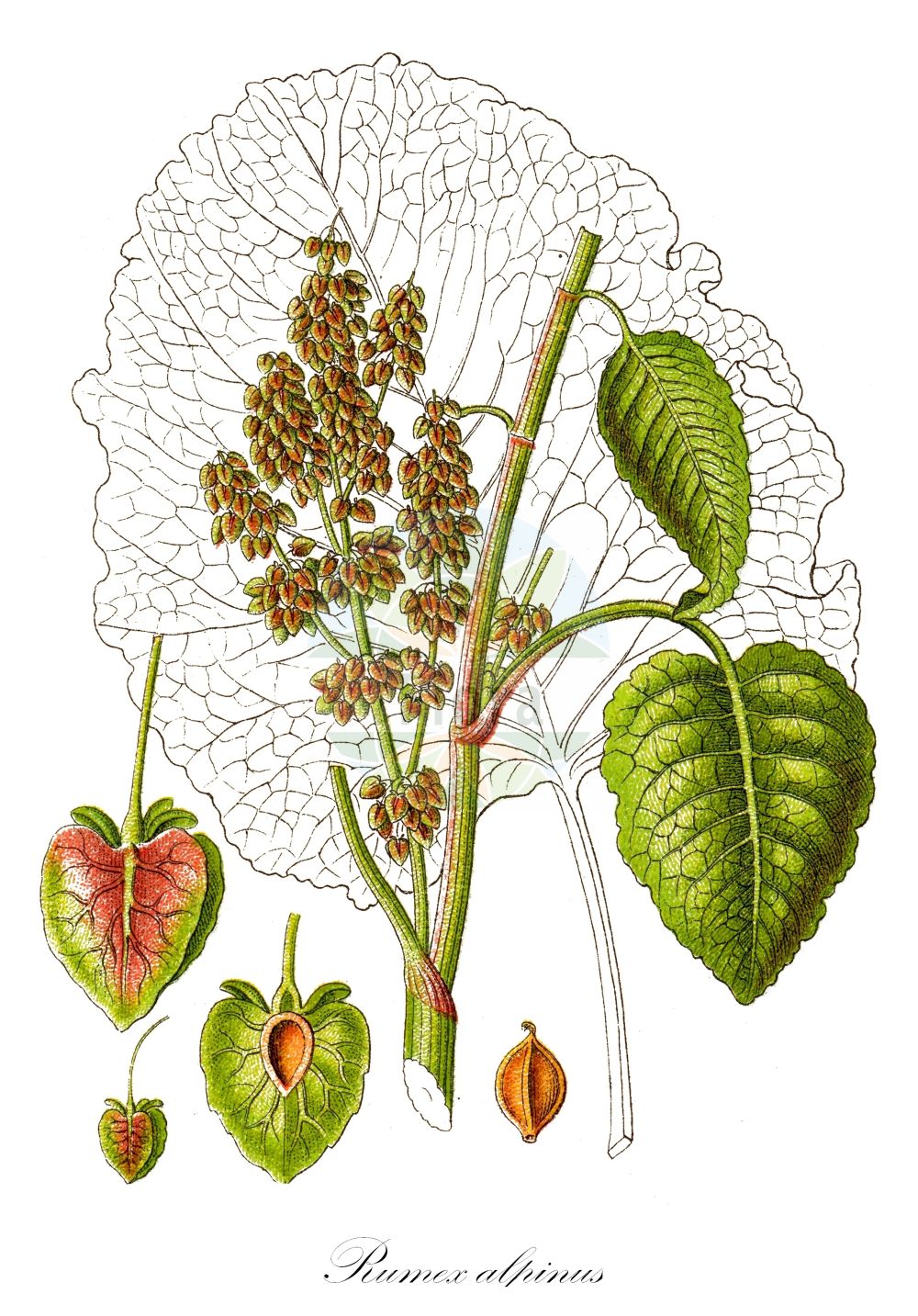 Historische Abbildung von Rumex alpinus (Alpen-Ampfer - Monk's-rhubarb). Das Bild zeigt Blatt, Bluete, Frucht und Same. ---- Historical Drawing of Rumex alpinus (Alpen-Ampfer - Monk's-rhubarb). The image is showing leaf, flower, fruit and seed.(Rumex alpinus,Alpen-Ampfer,Monk's-rhubarb,Rumex alpinus,Rumex pseudoalpinus,Alpen-Ampfer,Monk's-rhubarb,Alpine Dock,Munk's Rhubarb,Alpine Rhubarb,Rumex,Ampfer,Sorrel,Polygonaceae,Knöterichgewächse,Knotgrass family,Blatt,Bluete,Frucht,Same,leaf,flower,fruit,seed,Sturm (1796f))