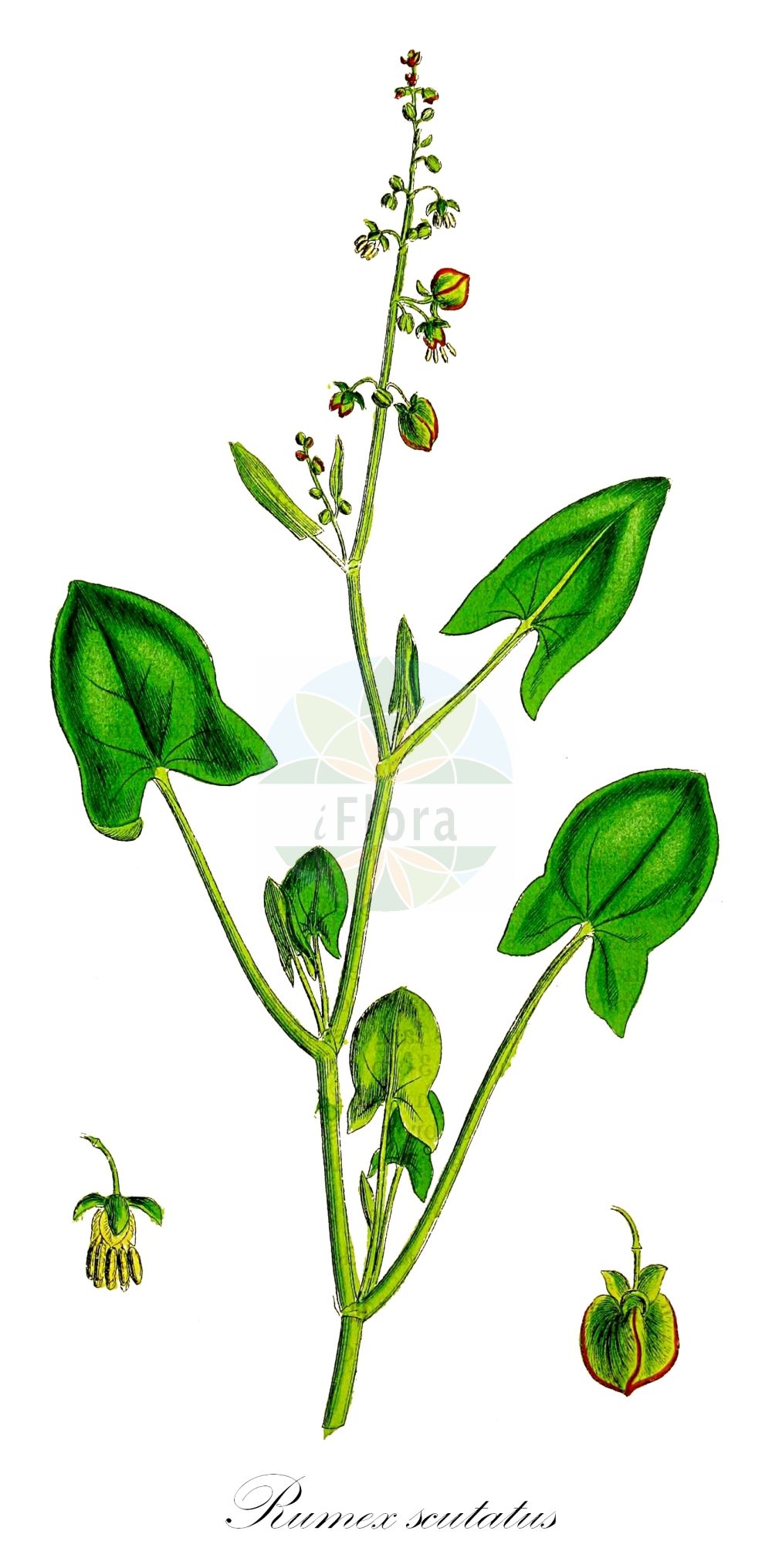 Historische Abbildung von Rumex scutatus (Schild-Ampfer - French Sorrel). Das Bild zeigt Blatt, Bluete, Frucht und Same. ---- Historical Drawing of Rumex scutatus (Schild-Ampfer - French Sorrel). The image is showing leaf, flower, fruit and seed.(Rumex scutatus,Schild-Ampfer,French Sorrel,Acetosa alpestris,Acetosa scutata,Rumex alpestris,Rumex glaucus,Rumex pubescens,Rumex scutatus,Rumex scutatus subsp. glaucus,Schild-Ampfer,French Sorrel,Shield Dock,Rumex,Ampfer,Sorrel,Polygonaceae,Knöterichgewächse,Knotgrass family,Blatt,Bluete,Frucht,Same,leaf,flower,fruit,seed,Sowerby (1790-1813))