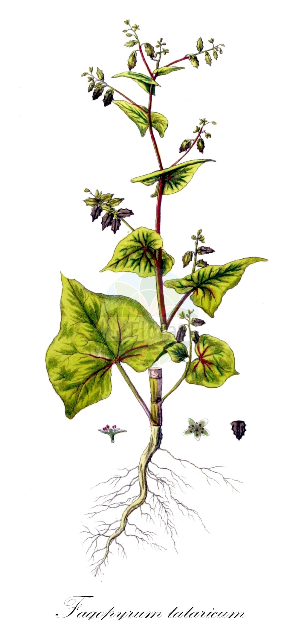Historische Abbildung von Fagopyrum tataricum (Tataren-Buchweizen - Green Buckwheat). Das Bild zeigt Blatt, Bluete, Frucht und Same. ---- Historical Drawing of Fagopyrum tataricum (Tataren-Buchweizen - Green Buckwheat). The image is showing leaf, flower, fruit and seed.(Fagopyrum tataricum,Tataren-Buchweizen,Green Buckwheat,Fagopyrum tataricum,Polygonum tataricum,Tataren-Buchweizen,Falscher Buchweizen,Tatarischer Buchweizen,Green Buckwheat,Tartar Buckwheat,Tartary Buckwheat,Fagopyrum,Buchweizen,Buckwheat,Polygonaceae,Knöterichgewächse,Knotgrass family,Blatt,Bluete,Frucht,Same,leaf,flower,fruit,seed,Kops (1800-1934))