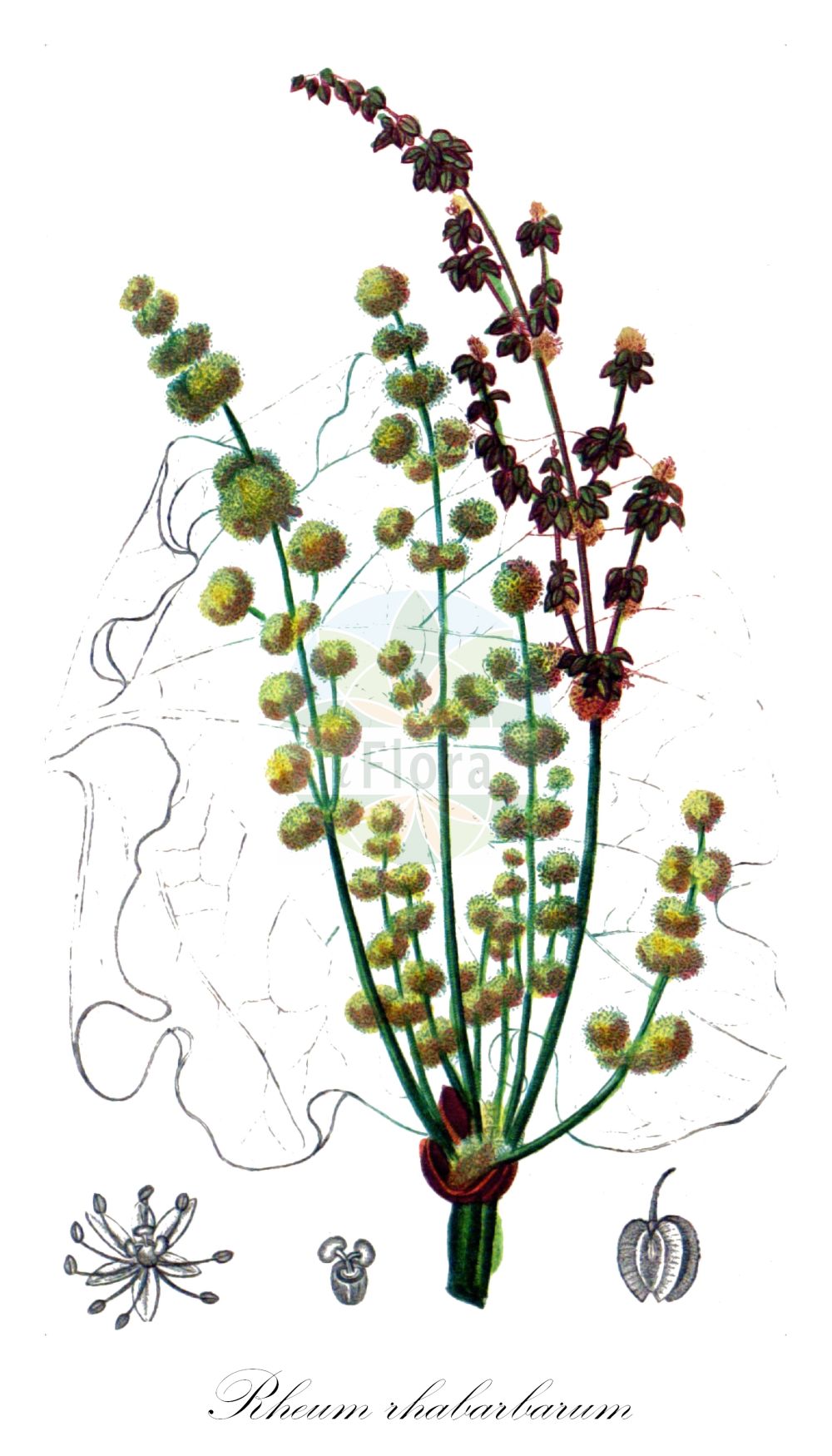 Historische Abbildung von Rheum rhabarbarum (Gewöhnlicher Rhabarber - Rhubarb). Das Bild zeigt Blatt, Bluete, Frucht und Same. ---- Historical Drawing of Rheum rhabarbarum (Gewöhnlicher Rhabarber - Rhubarb). The image is showing leaf, flower, fruit and seed.(Rheum rhabarbarum,Gewöhnlicher Rhabarber,Rhubarb,Rheum rhabarbarum,Rheum x hybridum J. A. Murray,Gewoehnlicher Rhabarber,Speise-Rhabarber,Wellblatt-Rhabarber,Rhubarb,Garden Rhubarb,Pieplant,Vegetable Rhubarb,Rheum,Rhabarber,Rhubarb,Polygonaceae,Knöterichgewächse,Knotgrass family,Blatt,Bluete,Frucht,Same,leaf,flower,fruit,seed,Chaumeton (1814f))