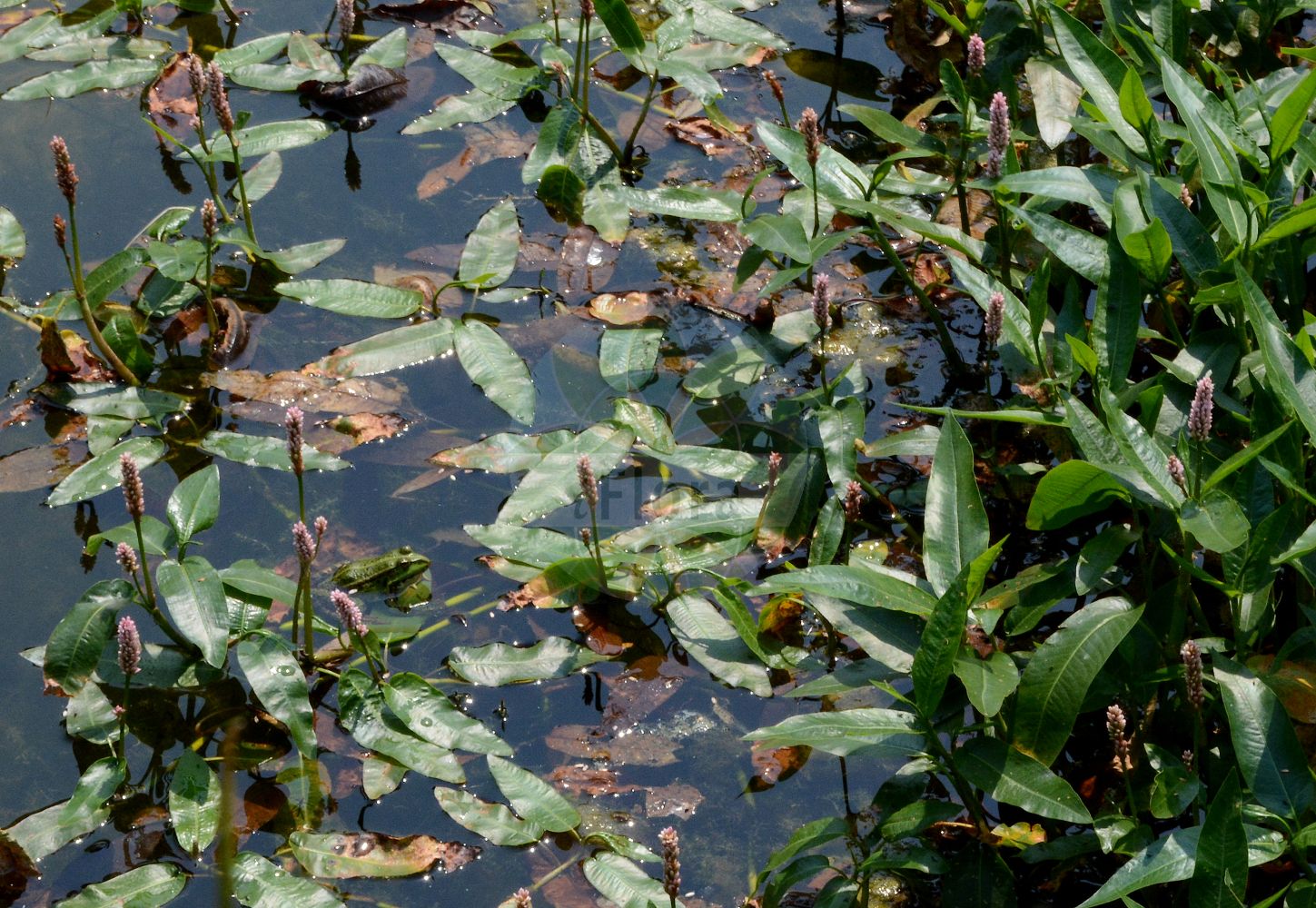 Foto von Persicaria amphibia (Wasser-Knöterich - Amphibious Bistort). Das Foto wurde in Bonn, Nordrhein-Westfalen, Deutschland aufgenommen. ---- Photo of Persicaria amphibia (Wasser-Knöterich - Amphibious Bistort). The picture was taken in Bonn, North Rhine-Westphalia, Germany.(Persicaria amphibia,Wasser-Knöterich,Amphibious Bistort,Persicaria amphibia,Polygonum amphibium,Polygonum amphibium var. terrestre,Wasser-Knoeterich,Amphibious Bistort,Water Knotweed,Devil's Shoestring,Perennial Knotgrass,Shoestringweed,Swamp Smartweed,Water Smartweed,Willow Grass,Persicaria,Knöterich,Knotgrass,Polygonaceae,Knöterichgewächse,Knotgrass family)