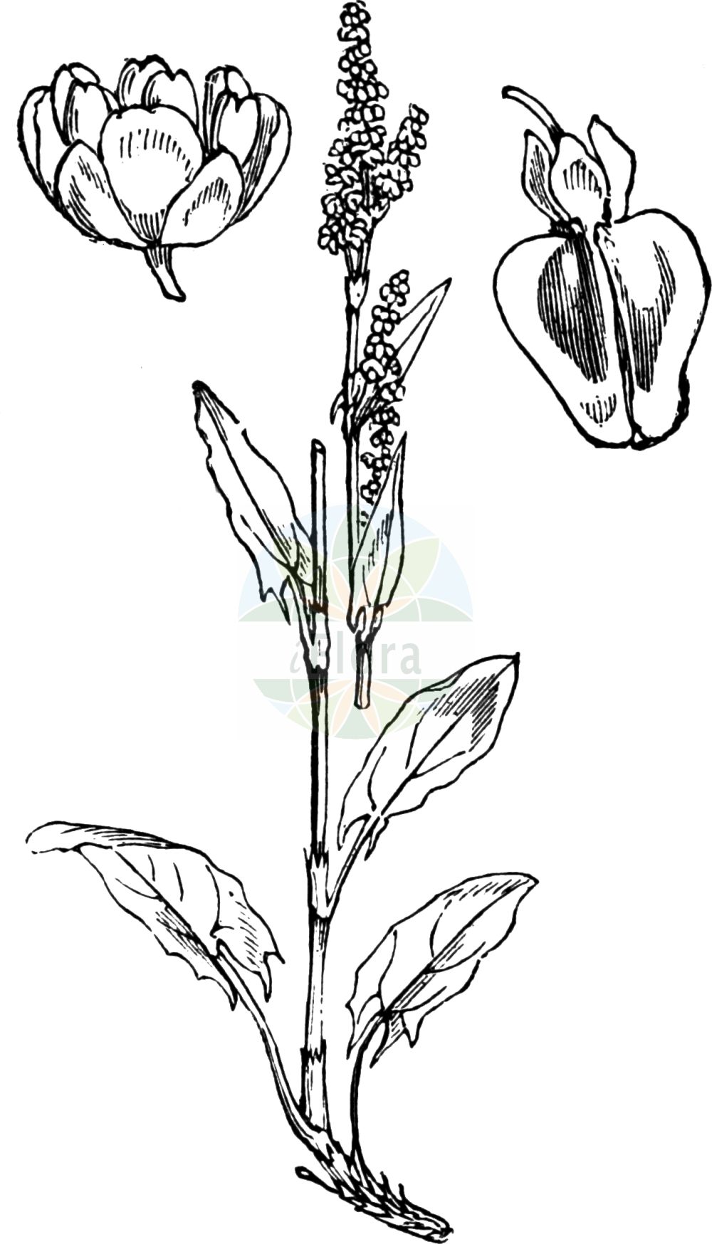 Historische Abbildung von Rumex acetosa (Großer Sauerampfer - Common Sorrel). Das Bild zeigt Blatt, Bluete, Frucht und Same. ---- Historical Drawing of Rumex acetosa (Großer Sauerampfer - Common Sorrel). The image is showing leaf, flower, fruit and seed.(Rumex acetosa,Großer Sauerampfer,Common Sorrel,Acetosa pratensis,Rumex acetosa,Rumex acetosa subsp. planellae,Grosser Sauerampfer,Gewoehnlicher Sauerampfer,Wiesen-Sauerampfer,Common Sorrel,Garden Sorrel,Green Sorrel,Sheep's Sorrel,Meadow Sorrel,Sour Dock,Rumex,Ampfer,Sorrel,Polygonaceae,Knöterichgewächse,Knotgrass family,Blatt,Bluete,Frucht,Same,leaf,flower,fruit,seed,Fitch et al. (1880))