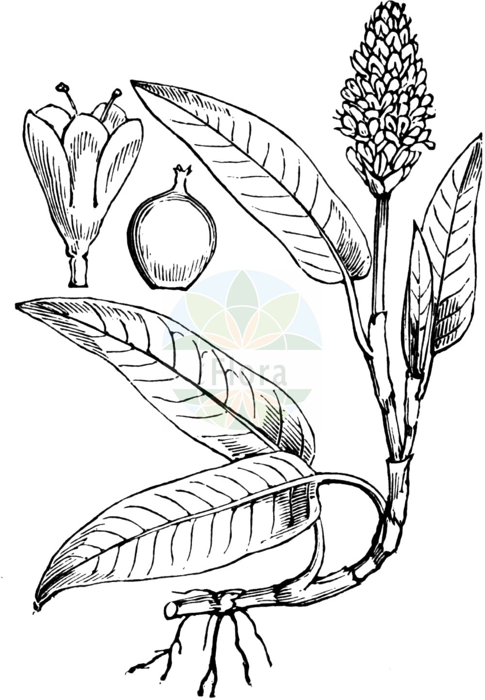 Historische Abbildung von Persicaria amphibia (Wasser-Knöterich - Amphibious Bistort). Das Bild zeigt Blatt, Bluete, Frucht und Same. ---- Historical Drawing of Persicaria amphibia (Wasser-Knöterich - Amphibious Bistort). The image is showing leaf, flower, fruit and seed.(Persicaria amphibia,Wasser-Knöterich,Amphibious Bistort,Persicaria amphibia,Polygonum amphibium,Polygonum amphibium var. terrestre,Wasser-Knoeterich,Amphibious Bistort,Water Knotweed,Devil's Shoestring,Perennial Knotgrass,Shoestringweed,Swamp Smartweed,Water Smartweed,Willow Grass,Persicaria,Knöterich,Knotgrass,Polygonaceae,Knöterichgewächse,Knotgrass family,Blatt,Bluete,Frucht,Same,leaf,flower,fruit,seed,Fitch et al. (1880))