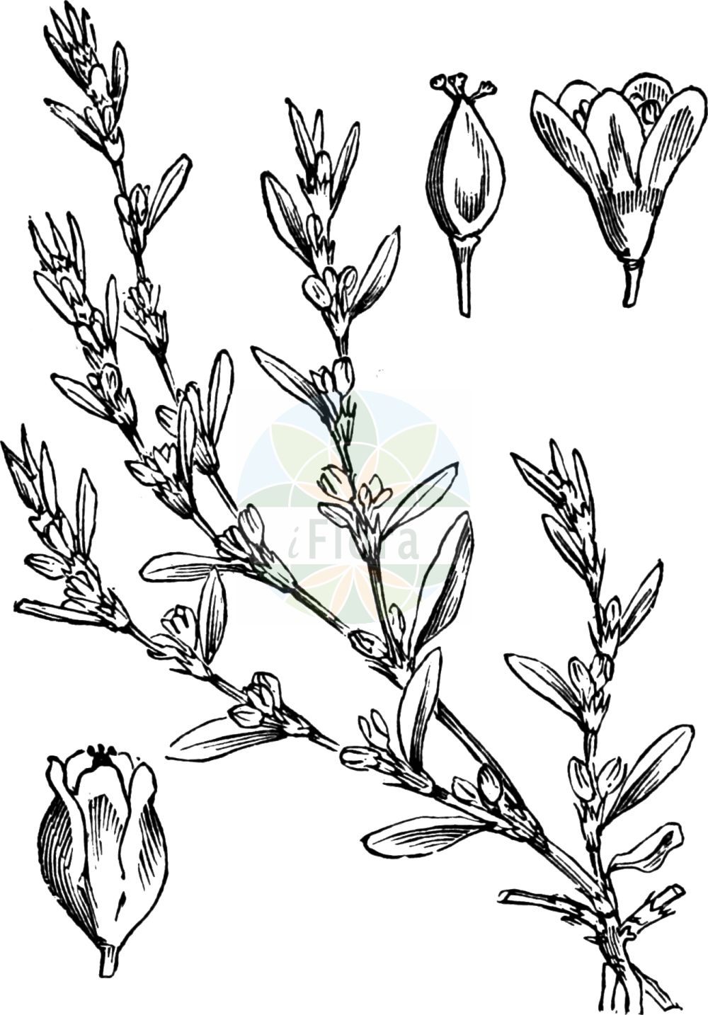 Historische Abbildung von Polygonum aviculare (Echter Vogelknöterich - Knotgrass). Das Bild zeigt Blatt, Bluete, Frucht und Same. ---- Historical Drawing of Polygonum aviculare (Echter Vogelknöterich - Knotgrass). The image is showing leaf, flower, fruit and seed.(Polygonum aviculare,Echter Vogelknöterich,Knotgrass,Polygonum aviculare,Polygonum dissitiflorum,Polygonum erectum,Polygonum gracile,Polygonum heterophyllum,Polygonum litorale,Echter Vogelknoeterich,Vogel-Knoeterich,Knotgrass,Common Knotweed,Polygonum,Knöterich,Knotgrass,Polygonaceae,Knöterichgewächse,Knotgrass family,Blatt,Bluete,Frucht,Same,leaf,flower,fruit,seed,Fitch et al. (1880))