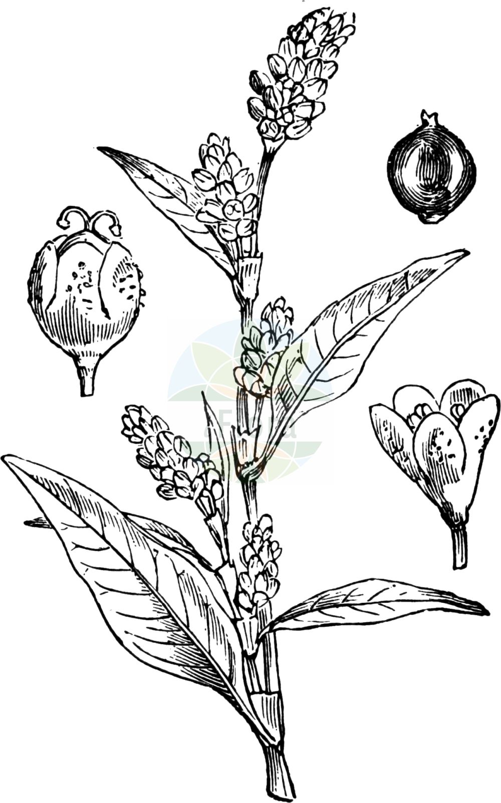 Historische Abbildung von Persicaria lapathifolia (Ampfer-Knöterich - Pale Persicaria). Das Bild zeigt Blatt, Bluete, Frucht und Same. ---- Historical Drawing of Persicaria lapathifolia (Ampfer-Knöterich - Pale Persicaria). The image is showing leaf, flower, fruit and seed.(Persicaria lapathifolia,Ampfer-Knöterich,Pale Persicaria,Persicaria lapathifolia,Persicaria tenuiflora,Polygonum lapathifolium,Polygonum tenuiflorum,Ampfer-Knoeterich,Acker-Ampferknoeterich,Filziger Knoeterich,Grauer Acker-Knoeterich,Lein-Ampfer-Knoeterich,Mittlerer Ampfer-Knoeterich,Pale Persicaria,Curlytop Smartweed,Bulbous Persicaria,Curlytop Knotweed,Dock-leaved Persicaria,Green Smartweed,Knotted Persicaria,Pale Smartweed,Pale Willow Weed,Persicaria,Knöterich,Knotgrass,Polygonaceae,Knöterichgewächse,Knotgrass family,Blatt,Bluete,Frucht,Same,leaf,flower,fruit,seed,Fitch et al. (1880))