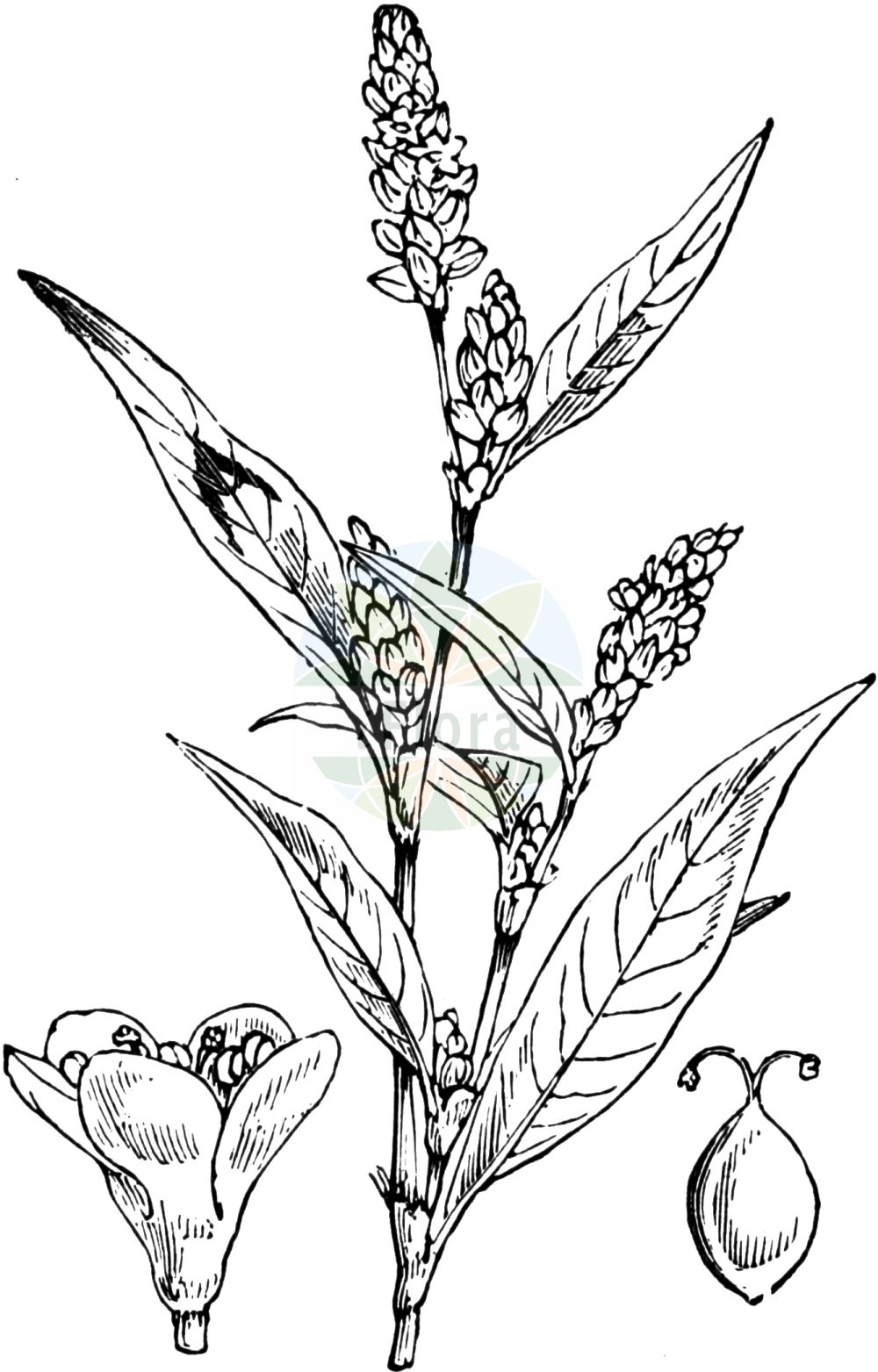 Historische Abbildung von Persicaria maculosa (Floh-Knöterich - Redshank). Das Bild zeigt Blatt, Bluete, Frucht und Same. ---- Historical Drawing of Persicaria maculosa (Floh-Knöterich - Redshank). The image is showing leaf, flower, fruit and seed.(Persicaria maculosa,Floh-Knöterich,Redshank,Persicaria maculosa,Persicaria ruderalis,Persicaria vulgaris,Polygonum biforme,Polygonum persicaria,Polygonum ruderale,Floh-Knoeterich,Redshank,Ladysthumb,Spotted Ladysthumb,Persicaria,Small Water-pepper,Red-leg,Persicaria,Knöterich,Knotgrass,Polygonaceae,Knöterichgewächse,Knotgrass family,Blatt,Bluete,Frucht,Same,leaf,flower,fruit,seed,Fitch et al. (1880))