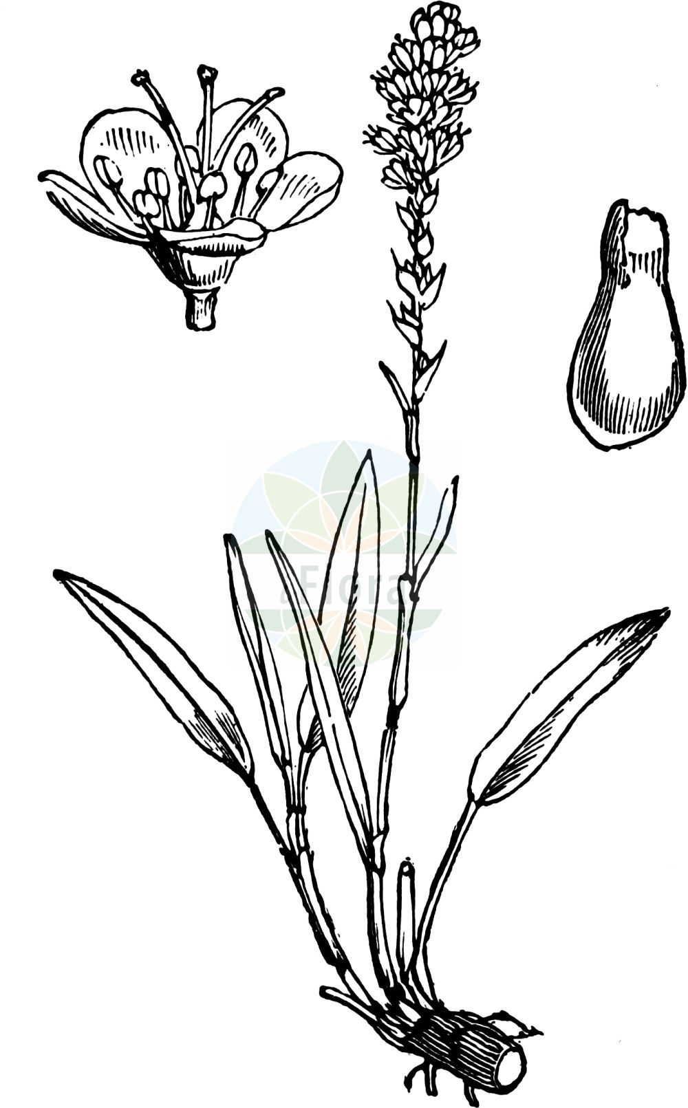 Historische Abbildung von Bistorta vivipara (Knöllchen-Knöterich - Alpine Bistort). Das Bild zeigt Blatt, Bluete, Frucht und Same. ---- Historical Drawing of Bistorta vivipara (Knöllchen-Knöterich - Alpine Bistort). The image is showing leaf, flower, fruit and seed.(Bistorta vivipara,Knöllchen-Knöterich,Alpine Bistort,Bistorta vivipara,Persicaria vivipara,Polygonum viviparum,Knoellchen-Knoeterich,Alpine Bistort,Serpent Grass,Viviparous Bistort,Bistorta,Wiesen-Knöterich,Bistort,Polygonaceae,Knöterichgewächse,Knotgrass family,Blatt,Bluete,Frucht,Same,leaf,flower,fruit,seed,Fitch et al. (1880))