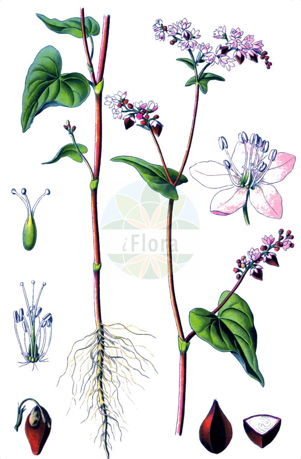 Historische Abbildung von Fagopyrum esculentum (Echter Buchweizen - Buckwheat). Das Bild zeigt Blatt, Bluete, Frucht und Same. ---- Historical Drawing of Fagopyrum esculentum (Echter Buchweizen - Buckwheat). The image is showing leaf, flower, fruit and seed.(Fagopyrum esculentum,Echter Buchweizen,Buckwheat,Fagopyrum esculentum,Fagopyrum sagittatum,Fagopyrum vulgare,Polygonum fagopyrum,Echter Buchweizen,Heidekorn,Buckwheat,Common Buckwheat,Fagopyrum,Buchweizen,Buckwheat,Polygonaceae,Knöterichgewächse,Knotgrass family,Blatt,Bluete,Frucht,Same,leaf,flower,fruit,seed,Thomé (1885))