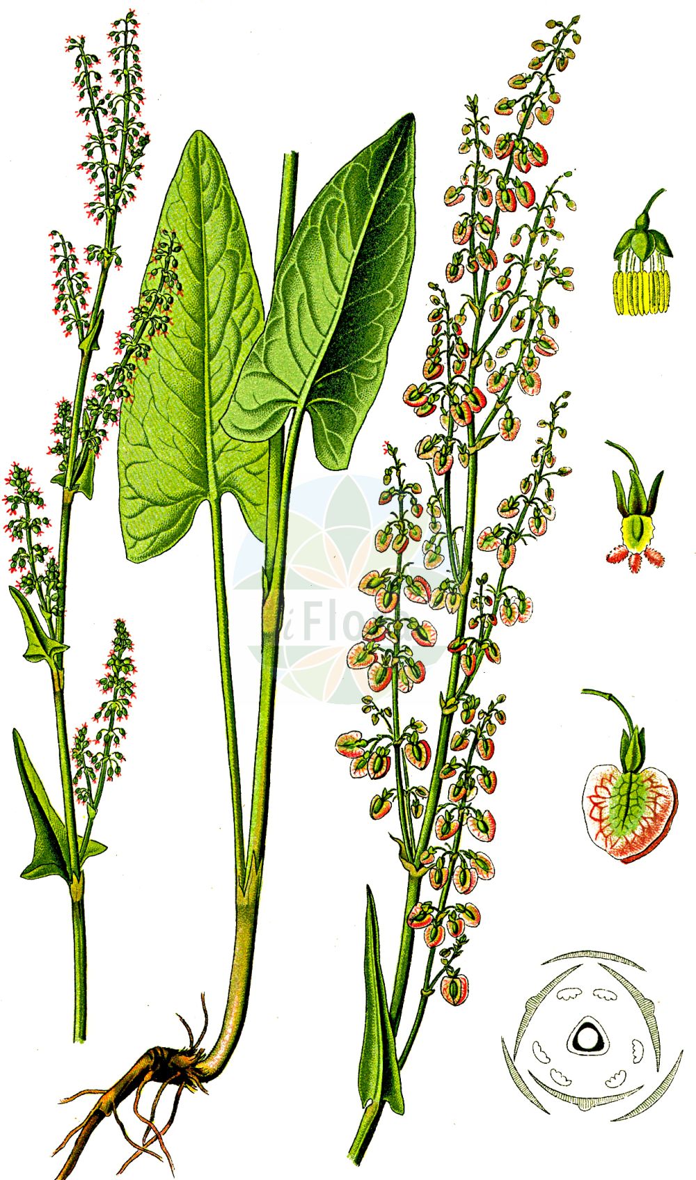 Historische Abbildung von Rumex acetosa (Großer Sauerampfer - Common Sorrel). Das Bild zeigt Blatt, Bluete, Frucht und Same. ---- Historical Drawing of Rumex acetosa (Großer Sauerampfer - Common Sorrel). The image is showing leaf, flower, fruit and seed.(Rumex acetosa,Großer Sauerampfer,Common Sorrel,Acetosa pratensis,Rumex acetosa,Rumex acetosa subsp. planellae,Grosser Sauerampfer,Gewoehnlicher Sauerampfer,Wiesen-Sauerampfer,Common Sorrel,Garden Sorrel,Green Sorrel,Sheep's Sorrel,Meadow Sorrel,Sour Dock,Rumex,Ampfer,Sorrel,Polygonaceae,Knöterichgewächse,Knotgrass family,Blatt,Bluete,Frucht,Same,leaf,flower,fruit,seed,Thomé (1885))
