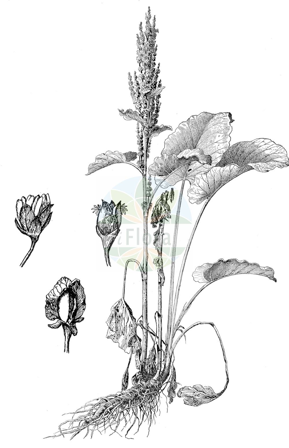 Historische Abbildung von Rumex alpinus (Alpen-Ampfer - Monk's-rhubarb). Das Bild zeigt Blatt, Bluete, Frucht und Same. ---- Historical Drawing of Rumex alpinus (Alpen-Ampfer - Monk's-rhubarb). The image is showing leaf, flower, fruit and seed.(Rumex alpinus,Alpen-Ampfer,Monk's-rhubarb,Rumex alpinus,Rumex pseudoalpinus,Alpen-Ampfer,Monk's-rhubarb,Alpine Dock,Munk's Rhubarb,Alpine Rhubarb,Rumex,Ampfer,Sorrel,Polygonaceae,Knöterichgewächse,Knotgrass family,Blatt,Bluete,Frucht,Same,leaf,flower,fruit,seed,Oltmanns (1927))