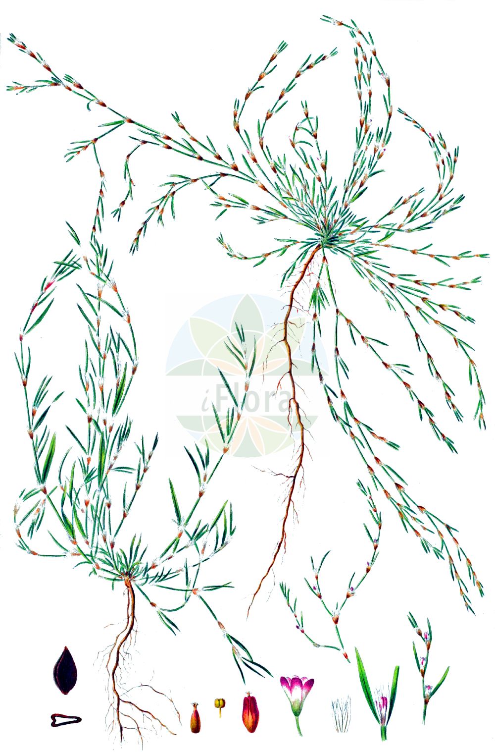 Historische Abbildung von Polygonum aviculare (Echter Vogelknöterich - Knotgrass). Das Bild zeigt Blatt, Bluete, Frucht und Same. ---- Historical Drawing of Polygonum aviculare (Echter Vogelknöterich - Knotgrass). The image is showing leaf, flower, fruit and seed.(Polygonum aviculare,Echter Vogelknöterich,Knotgrass,Polygonum aviculare,Polygonum dissitiflorum,Polygonum erectum,Polygonum gracile,Polygonum heterophyllum,Polygonum litorale,Echter Vogelknoeterich,Vogel-Knoeterich,Knotgrass,Common Knotweed,Polygonum,Knöterich,Knotgrass,Polygonaceae,Knöterichgewächse,Knotgrass family,Blatt,Bluete,Frucht,Same,leaf,flower,fruit,seed,Oeder (1761-1883))