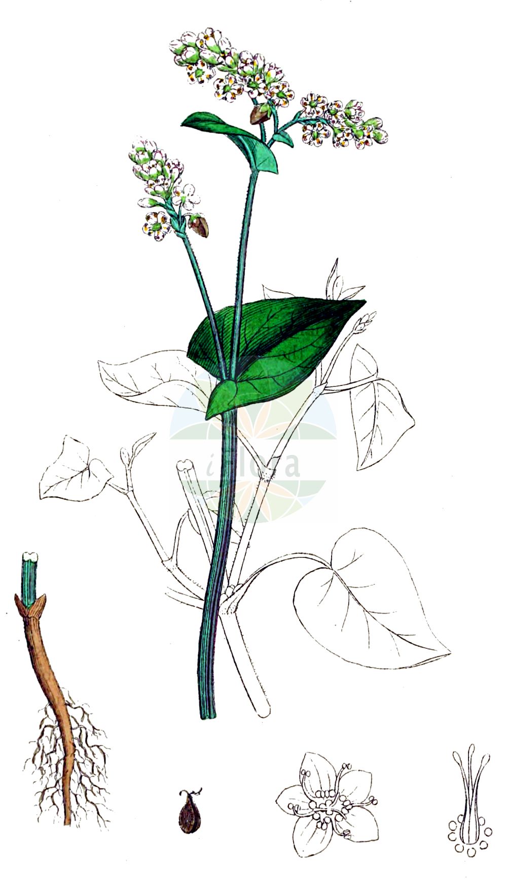 Historische Abbildung von Fagopyrum esculentum (Echter Buchweizen - Buckwheat). Das Bild zeigt Blatt, Bluete, Frucht und Same. ---- Historical Drawing of Fagopyrum esculentum (Echter Buchweizen - Buckwheat). The image is showing leaf, flower, fruit and seed.(Fagopyrum esculentum,Echter Buchweizen,Buckwheat,Fagopyrum esculentum,Fagopyrum sagittatum,Fagopyrum vulgare,Polygonum fagopyrum,Echter Buchweizen,Heidekorn,Buckwheat,Common Buckwheat,Fagopyrum,Buchweizen,Buckwheat,Polygonaceae,Knöterichgewächse,Knotgrass family,Blatt,Bluete,Frucht,Same,leaf,flower,fruit,seed,Sowerby (1790-1813))