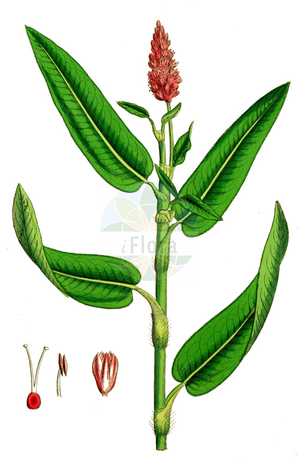 Historische Abbildung von Persicaria amphibia (Wasser-Knöterich - Amphibious Bistort). Das Bild zeigt Blatt, Bluete, Frucht und Same. ---- Historical Drawing of Persicaria amphibia (Wasser-Knöterich - Amphibious Bistort). The image is showing leaf, flower, fruit and seed.(Persicaria amphibia,Wasser-Knöterich,Amphibious Bistort,Persicaria amphibia,Polygonum amphibium,Polygonum amphibium var. terrestre,Wasser-Knoeterich,Amphibious Bistort,Water Knotweed,Devil's Shoestring,Perennial Knotgrass,Shoestringweed,Swamp Smartweed,Water Smartweed,Willow Grass,Persicaria,Knöterich,Knotgrass,Polygonaceae,Knöterichgewächse,Knotgrass family,Blatt,Bluete,Frucht,Same,leaf,flower,fruit,seed,Sowerby (1790-1813))