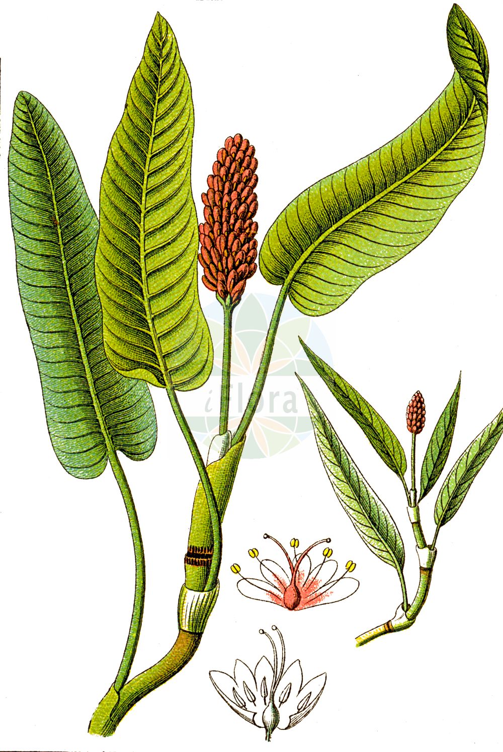 Historische Abbildung von Persicaria amphibia (Wasser-Knöterich - Amphibious Bistort). Das Bild zeigt Blatt, Bluete, Frucht und Same. ---- Historical Drawing of Persicaria amphibia (Wasser-Knöterich - Amphibious Bistort). The image is showing leaf, flower, fruit and seed.(Persicaria amphibia,Wasser-Knöterich,Amphibious Bistort,Persicaria amphibia,Polygonum amphibium,Polygonum amphibium var. terrestre,Wasser-Knoeterich,Amphibious Bistort,Water Knotweed,Devil's Shoestring,Perennial Knotgrass,Shoestringweed,Swamp Smartweed,Water Smartweed,Willow Grass,Persicaria,Knöterich,Knotgrass,Polygonaceae,Knöterichgewächse,Knotgrass family,Blatt,Bluete,Frucht,Same,leaf,flower,fruit,seed,Sturm (1796f))