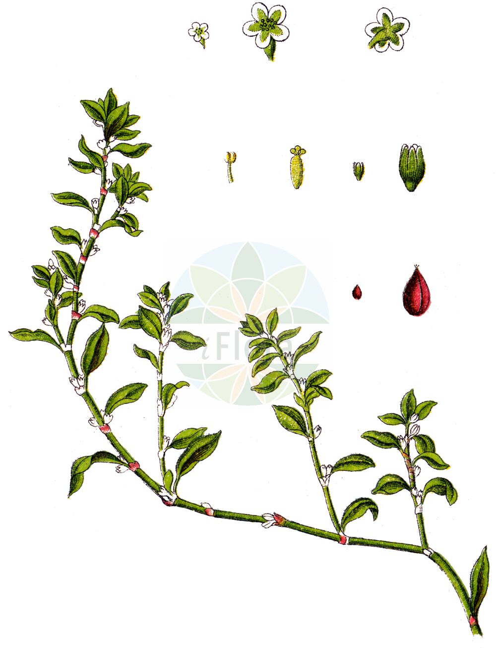 Historische Abbildung von Polygonum aviculare agg. (Vogelknöterich - Knotgrasses). Das Bild zeigt Blatt, Bluete, Frucht und Same. ---- Historical Drawing of Polygonum aviculare agg. (Vogelknöterich - Knotgrasses). The image is showing leaf, flower, fruit and seed.(Polygonum aviculare agg.,Vogelknöterich,Knotgrasses,Polygonum aviculare agg.,Vogelknoeterich,Vogel-Knoeterich,Gleichblaettriger Vogelknoeterich,Kleinfruechtiger Gleichblaettriger Vogelknoeterich,Knotgrasses,Common Knotweed,Common Knotgrass,Oval-leaf Knotweed,Knotgrass,Prostrate Knotweed,Wireweed,Polygonum,Knöterich,Knotgrass,Polygonaceae,Knöterichgewächse,Knotgrass family,Blatt,Bluete,Frucht,Same,leaf,flower,fruit,seed,Sturm (1796f))