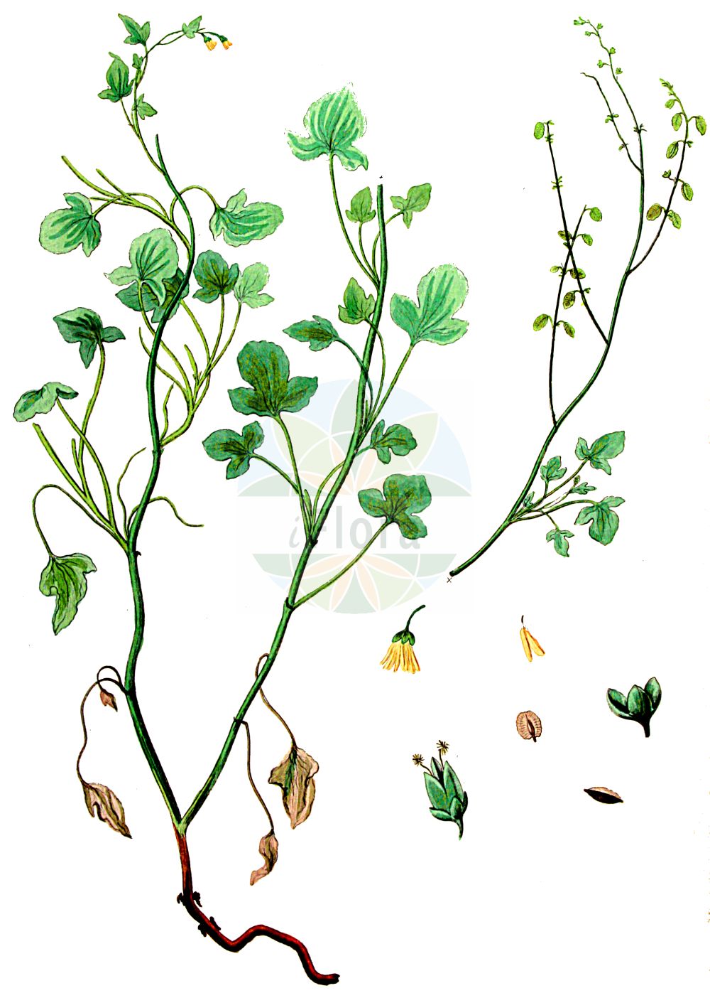 Historische Abbildung von Rumex scutatus (Schild-Ampfer - French Sorrel). Das Bild zeigt Blatt, Bluete, Frucht und Same. ---- Historical Drawing of Rumex scutatus (Schild-Ampfer - French Sorrel). The image is showing leaf, flower, fruit and seed.(Rumex scutatus,Schild-Ampfer,French Sorrel,Acetosa alpestris,Acetosa scutata,Rumex alpestris,Rumex glaucus,Rumex pubescens,Rumex scutatus,Rumex scutatus subsp. glaucus,Schild-Ampfer,French Sorrel,Shield Dock,Rumex,Ampfer,Sorrel,Polygonaceae,Knöterichgewächse,Knotgrass family,Blatt,Bluete,Frucht,Same,leaf,flower,fruit,seed,Kops (1800-1934))