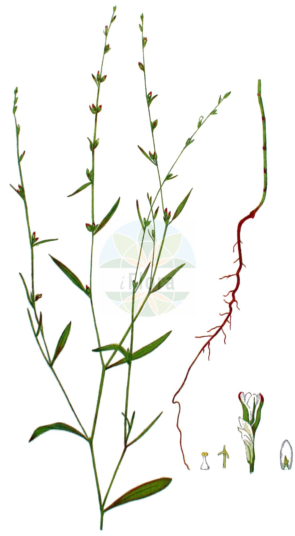 Historische Abbildung von Polygonum patulum (Red Knotgrass). Das Bild zeigt Blatt, Bluete, Frucht und Same. ---- Historical Drawing of Polygonum patulum (Red Knotgrass). The image is showing leaf, flower, fruit and seed.(Polygonum patulum,Red Knotgrass,Polygonum cretaceum,Polygonum gracilius,Polygonum kotovii,Polygonum patulum,Polygonum spectabile,Polygonum,Knöterich,Knotgrass,Polygonaceae,Knöterichgewächse,Knotgrass family,Blatt,Bluete,Frucht,Same,leaf,flower,fruit,seed,Kops (1800-1934))