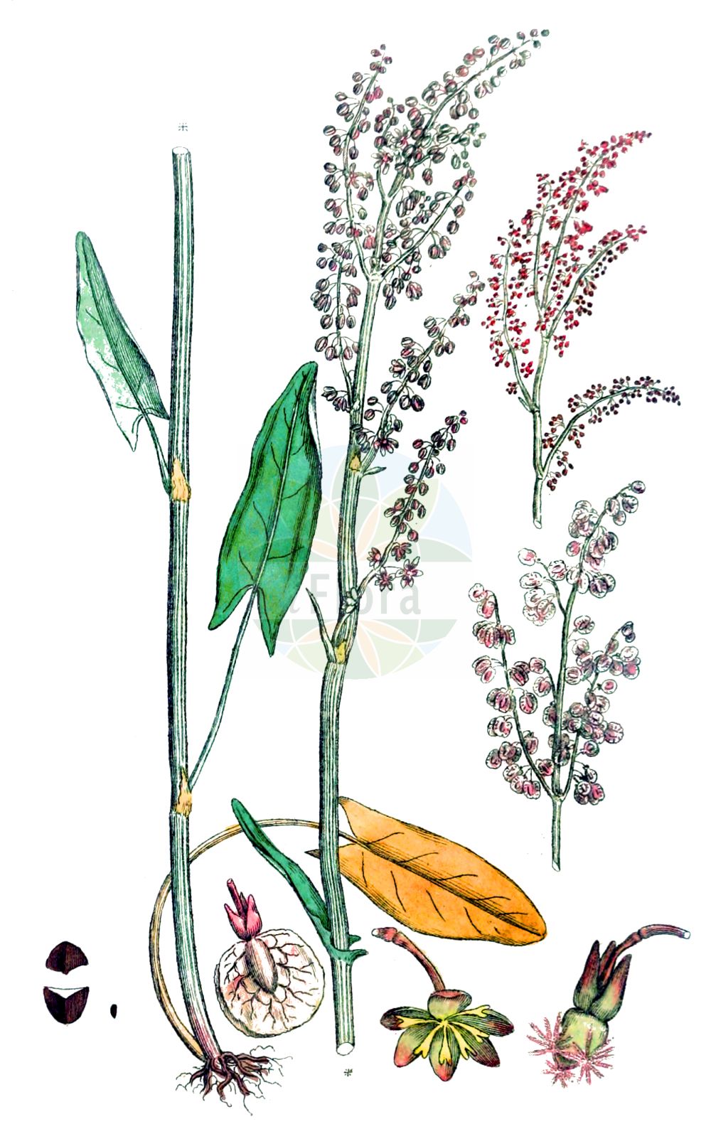Historische Abbildung von Rumex acetosa (Großer Sauerampfer - Common Sorrel). Das Bild zeigt Blatt, Bluete, Frucht und Same. ---- Historical Drawing of Rumex acetosa (Großer Sauerampfer - Common Sorrel). The image is showing leaf, flower, fruit and seed.(Rumex acetosa,Großer Sauerampfer,Common Sorrel,Acetosa pratensis,Rumex acetosa,Rumex acetosa subsp. planellae,Grosser Sauerampfer,Gewoehnlicher Sauerampfer,Wiesen-Sauerampfer,Common Sorrel,Garden Sorrel,Green Sorrel,Sheep's Sorrel,Meadow Sorrel,Sour Dock,Rumex,Ampfer,Sorrel,Polygonaceae,Knöterichgewächse,Knotgrass family,Blatt,Bluete,Frucht,Same,leaf,flower,fruit,seed,Svensk Botanik (Svensk Botanik))