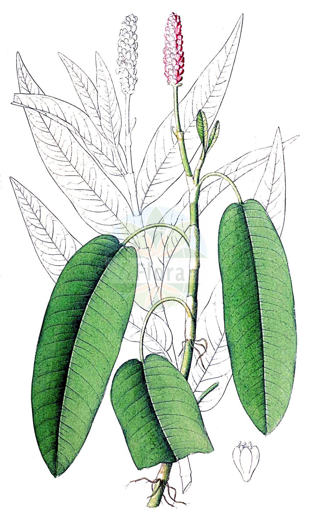 Historische Abbildung von Persicaria amphibia (Wasser-Knöterich - Amphibious Bistort). Das Bild zeigt Blatt, Bluete, Frucht und Same. ---- Historical Drawing of Persicaria amphibia (Wasser-Knöterich - Amphibious Bistort). The image is showing leaf, flower, fruit and seed.(Persicaria amphibia,Wasser-Knöterich,Amphibious Bistort,Persicaria amphibia,Polygonum amphibium,Polygonum amphibium var. terrestre,Wasser-Knoeterich,Amphibious Bistort,Water Knotweed,Devil's Shoestring,Perennial Knotgrass,Shoestringweed,Swamp Smartweed,Water Smartweed,Willow Grass,Persicaria,Knöterich,Knotgrass,Polygonaceae,Knöterichgewächse,Knotgrass family,Blatt,Bluete,Frucht,Same,leaf,flower,fruit,seed,Dietrich (1833-1844))