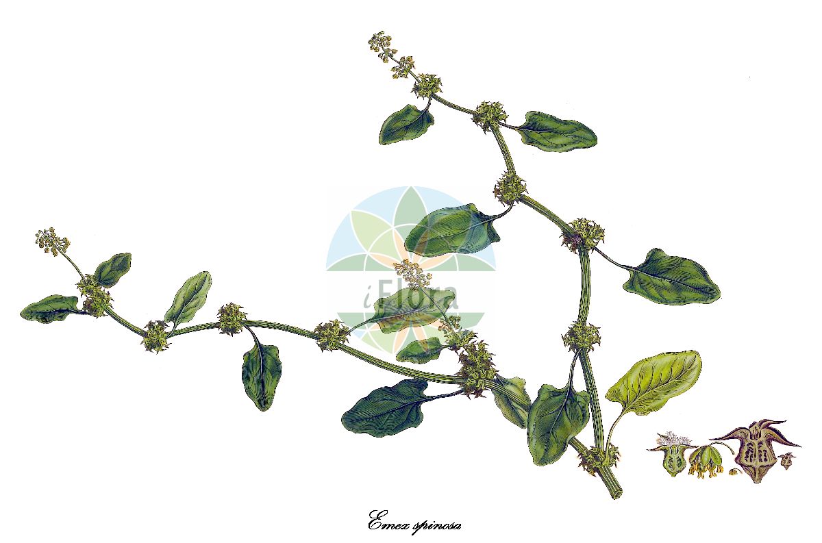Historische Abbildung von Emex spinosa (Stechampfer - Devil’s-thorn). Das Bild zeigt Blatt, Bluete, Frucht und Same. ---- Historical Drawing of Emex spinosa (Stechampfer - Devil’s-thorn). The image is showing leaf, flower, fruit and seed.(Emex spinosa,Stechampfer,Devil’s-thorn,Rumex spinosus,Vibo spinosa,Emex,Stechampfer,Polygonaceae,Knöterichgewächse,Buckwheat Family,Blatt,Bluete,Frucht,Same,leaf,flower,fruit,seed,Sibthorp & Smith (1806-1840))