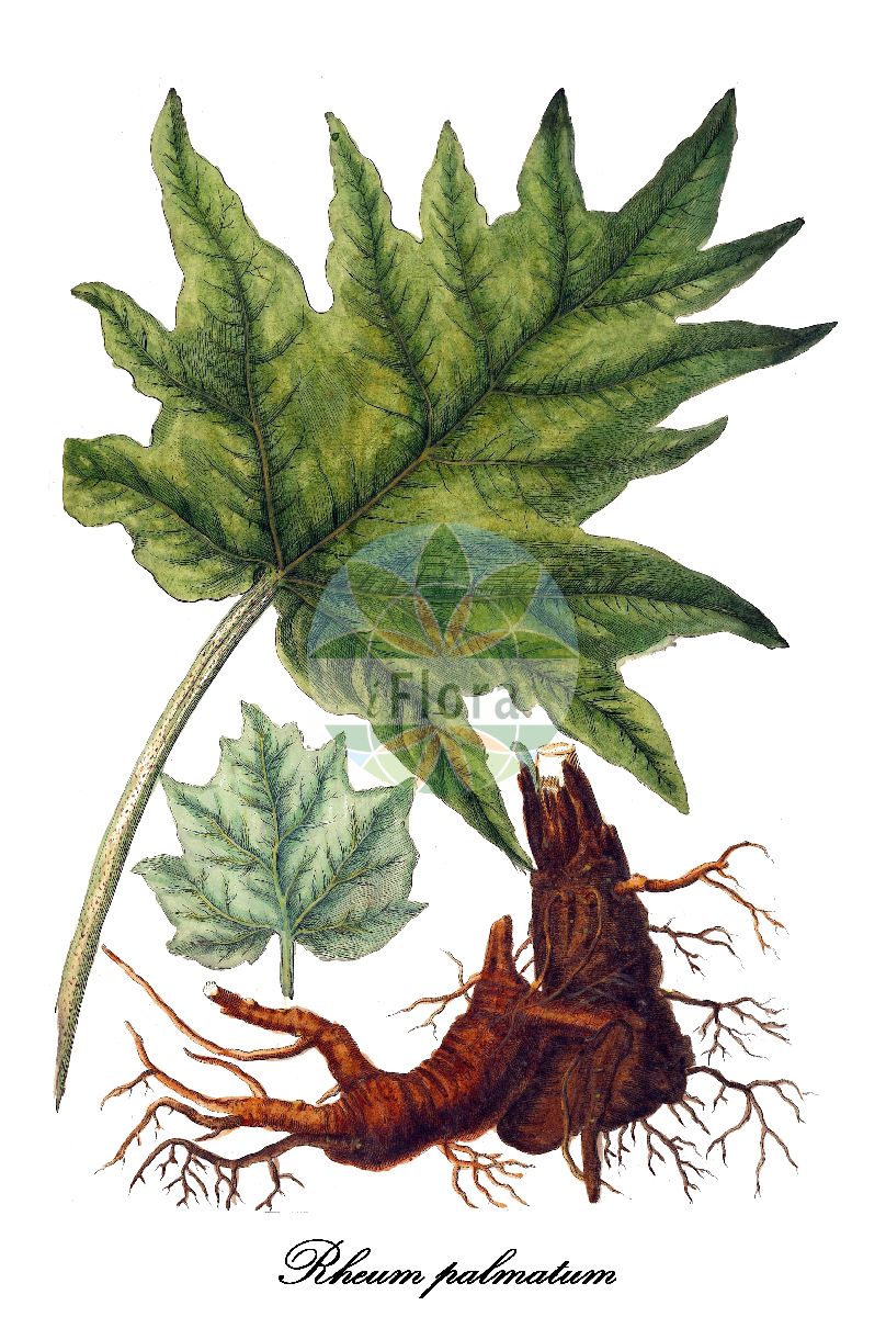 Historische Abbildung von Rheum palmatum (Arznei-Rhabarber - Ornamental Rhubarb). Das Bild zeigt Blatt, Bluete, Frucht und Same. ---- Historical Drawing of Rheum palmatum (Arznei-Rhabarber - Ornamental Rhubarb). The image is showing leaf, flower, fruit and seed.(Rheum palmatum,Arznei-Rhabarber,Ornamental Rhubarb,Handlappiger Rhabarber,Tangutischer Rhabarber,Zier-Rhabarber,Rheum,Rhabarber,Rhubarb,Polygonaceae,Knöterichgewächse,Buckwheat Family,Blatt,Bluete,Frucht,Same,leaf,flower,fruit,seed,Blackwell (1750-1773))