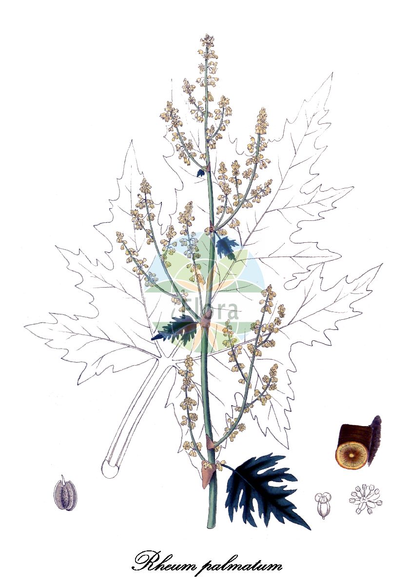 Historische Abbildung von Rheum palmatum (Arznei-Rhabarber - Ornamental Rhubarb). Das Bild zeigt Blatt, Bluete, Frucht und Same. ---- Historical Drawing of Rheum palmatum (Arznei-Rhabarber - Ornamental Rhubarb). The image is showing leaf, flower, fruit and seed.(Rheum palmatum,Arznei-Rhabarber,Ornamental Rhubarb,Handlappiger Rhabarber,Tangutischer Rhabarber,Zier-Rhabarber,Rheum,Rhabarber,Rhubarb,Polygonaceae,Knöterichgewächse,Buckwheat Family,Blatt,Bluete,Frucht,Same,leaf,flower,fruit,seed,Carson et al. (1847))