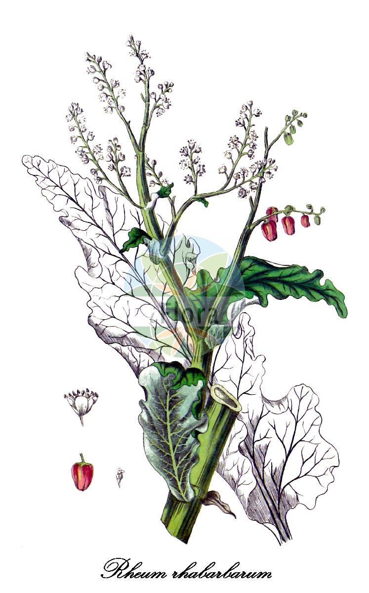 Historische Abbildung von Rheum rhabarbarum (Gewöhnlicher Rhabarber - Garden rhubarb). Das Bild zeigt Blatt, Bluete, Frucht und Same. ---- Historical Drawing of Rheum rhabarbarum (Gewöhnlicher Rhabarber - Garden rhubarb). The image is showing leaf, flower, fruit and seed.(Rheum rhabarbarum,Gewöhnlicher Rhabarber,Garden rhubarb,Rheum x hybridum J. A. Murray,Speise-Rhabarber,Wellblatt-Rhabarber,Garden Rhubarb,Pieplant,Vegetable Rhubarb,Rheum,Rhabarber,Rhubarb,Polygonaceae,Knöterichgewächse,Buckwheat Family,Blatt,Bluete,Frucht,Same,leaf,flower,fruit,seed,Woodville et al. (1832))