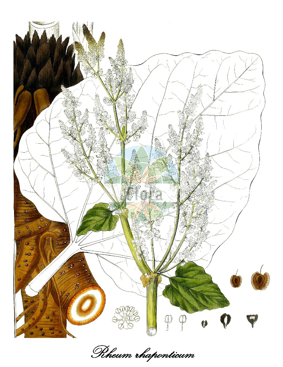Historische Abbildung von Rheum rhaponticum (Sibirischer Rhabarber). Das Bild zeigt Blatt, Bluete, Frucht und Same. ---- Historical Drawing of Rheum rhaponticum (Sibirischer Rhabarber). The image is showing leaf, flower, fruit and seed.(Rheum rhaponticum,Sibirischer Rhabarber,Österreichischer Rhabarber,Rhapontik,Rheum,Rhabarber,Rhubarb,Polygonaceae,Knöterichgewächse,Buckwheat Family,Blatt,Bluete,Frucht,Same,leaf,flower,fruit,seed,Hayne (1805-1856))