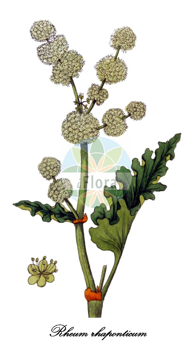 Historische Abbildung von Rheum rhaponticum (Sibirischer Rhabarber). Das Bild zeigt Blatt, Bluete, Frucht und Same. ---- Historical Drawing of Rheum rhaponticum (Sibirischer Rhabarber). The image is showing leaf, flower, fruit and seed.(Rheum rhaponticum,Sibirischer Rhabarber,Österreichischer Rhabarber,Rhapontik,Rheum,Rhabarber,Rhubarb,Polygonaceae,Knöterichgewächse,Buckwheat Family,Blatt,Bluete,Frucht,Same,leaf,flower,fruit,seed,Oskamp et al. (1796-1800))