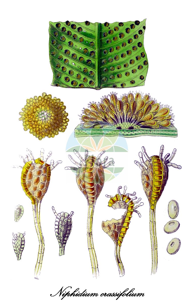 Historische Abbildung von Niphidium crassifolium. Das Bild zeigt Blatt, Bluete, Frucht und Same. ---- Historical Drawing of Niphidium crassifolium. The image is showing leaf, flower, fruit and seed.(Niphidium crassifolium,Niphidium,Polypodiaceae,Tüpfelfarngewächse,Polypody Family,Blatt,Bluete,Frucht,Same,leaf,flower,fruit,seed,Hooker (1838-1842))